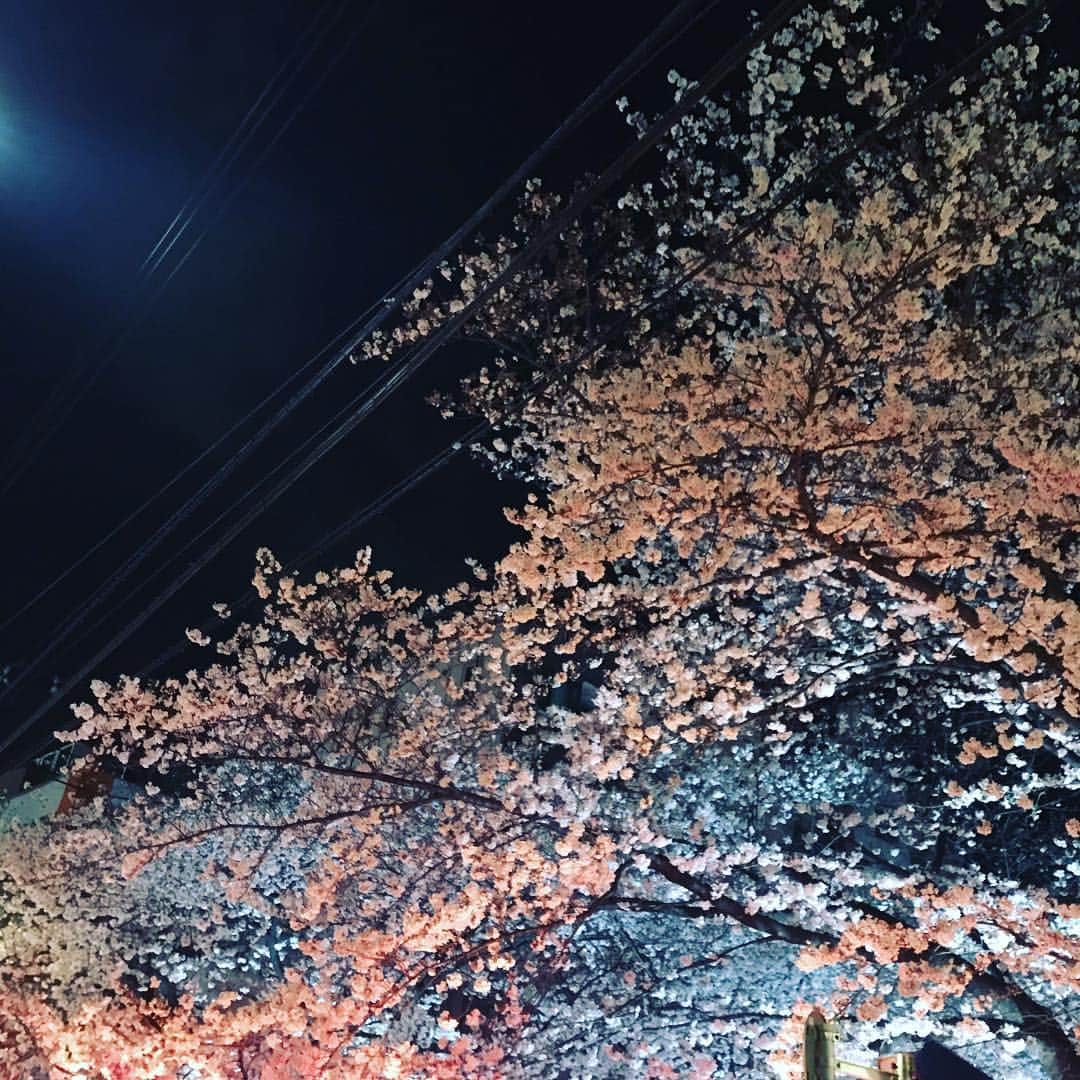 坂田麻衣のインスタグラム：「🌸」