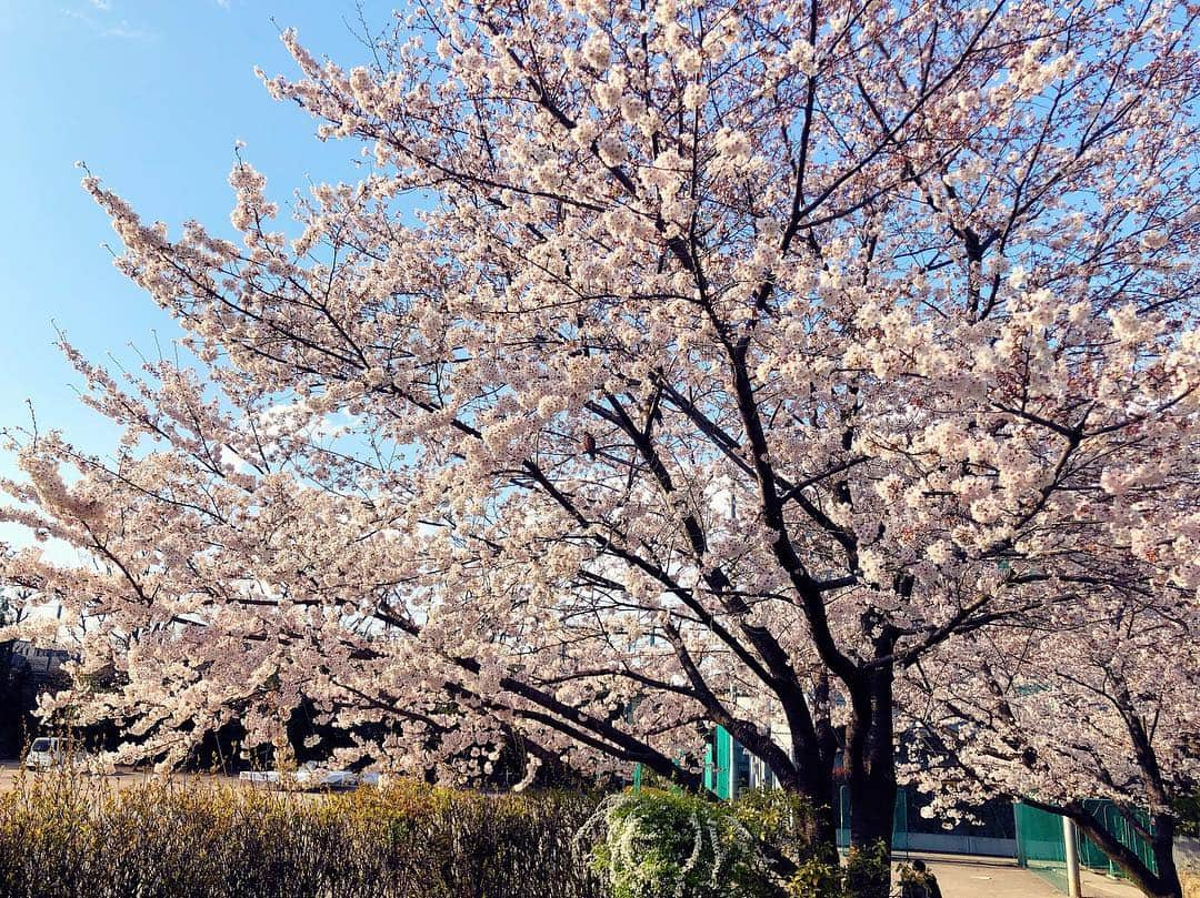 興梠友理さんのインスタグラム写真 - (興梠友理Instagram)「【術後18日目 / 18 days after surgery】 Perfect sunny day to enjoy cherry blossoms in full bloom🌸 So happy to see them walking with my own legs☺️(though still with knee brace) ・ 退院して3日目。立ちっぱなしの外出はまだ30分程度が限界なので、今年のお花見は近所の桜スポットへ🌸 ・ でも、青空のもと満開の桜を楽しむことができただけでも幸せ😍 ・ 超スローペースのリハビリ散歩に付き合ってくれた岳ちゃんに感謝🙏 ・ #桜 #花見 #お花見 #sakura #cherryblossom #cherryblossoms #努力は絶対裏切らない #ろぎ子の復活までの記録 #膝脱臼 #複合靭帯損傷 #前十字靭帯断裂 (ACL) #後十字靭帯断裂 (PCL) #内側側副靱帯断裂 (MCL) #内側膝蓋大腿靭帯断裂 (MPFL)  #前十字靭帯再建 #後十字靭帯再建 #半月板縫合 #半月板部分切除 #nevergiveup #roadtorecovery #kneeinjury #kneeinjuryrecovery #kneeinjuryrehab #multipleligamenttears #aclrecovery」3月31日 21時30分 - yuri_rogi