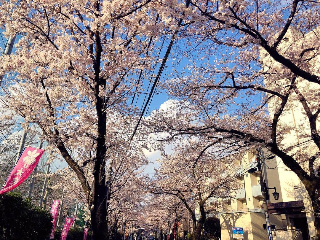 興梠友理さんのインスタグラム写真 - (興梠友理Instagram)「【術後18日目 / 18 days after surgery】 Perfect sunny day to enjoy cherry blossoms in full bloom🌸 So happy to see them walking with my own legs☺️(though still with knee brace) ・ 退院して3日目。立ちっぱなしの外出はまだ30分程度が限界なので、今年のお花見は近所の桜スポットへ🌸 ・ でも、青空のもと満開の桜を楽しむことができただけでも幸せ😍 ・ 超スローペースのリハビリ散歩に付き合ってくれた岳ちゃんに感謝🙏 ・ #桜 #花見 #お花見 #sakura #cherryblossom #cherryblossoms #努力は絶対裏切らない #ろぎ子の復活までの記録 #膝脱臼 #複合靭帯損傷 #前十字靭帯断裂 (ACL) #後十字靭帯断裂 (PCL) #内側側副靱帯断裂 (MCL) #内側膝蓋大腿靭帯断裂 (MPFL)  #前十字靭帯再建 #後十字靭帯再建 #半月板縫合 #半月板部分切除 #nevergiveup #roadtorecovery #kneeinjury #kneeinjuryrecovery #kneeinjuryrehab #multipleligamenttears #aclrecovery」3月31日 21時30分 - yuri_rogi