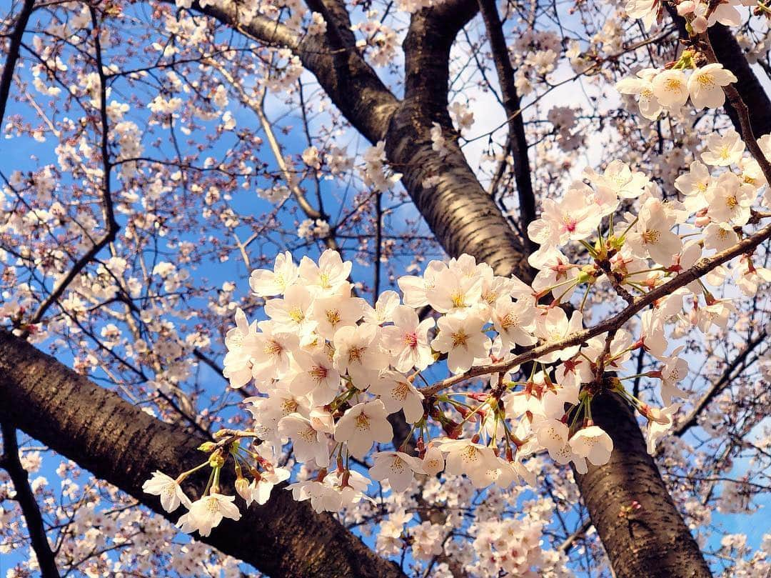 興梠友理さんのインスタグラム写真 - (興梠友理Instagram)「【術後18日目 / 18 days after surgery】 Perfect sunny day to enjoy cherry blossoms in full bloom🌸 So happy to see them walking with my own legs☺️(though still with knee brace) ・ 退院して3日目。立ちっぱなしの外出はまだ30分程度が限界なので、今年のお花見は近所の桜スポットへ🌸 ・ でも、青空のもと満開の桜を楽しむことができただけでも幸せ😍 ・ 超スローペースのリハビリ散歩に付き合ってくれた岳ちゃんに感謝🙏 ・ #桜 #花見 #お花見 #sakura #cherryblossom #cherryblossoms #努力は絶対裏切らない #ろぎ子の復活までの記録 #膝脱臼 #複合靭帯損傷 #前十字靭帯断裂 (ACL) #後十字靭帯断裂 (PCL) #内側側副靱帯断裂 (MCL) #内側膝蓋大腿靭帯断裂 (MPFL)  #前十字靭帯再建 #後十字靭帯再建 #半月板縫合 #半月板部分切除 #nevergiveup #roadtorecovery #kneeinjury #kneeinjuryrecovery #kneeinjuryrehab #multipleligamenttears #aclrecovery」3月31日 21時30分 - yuri_rogi