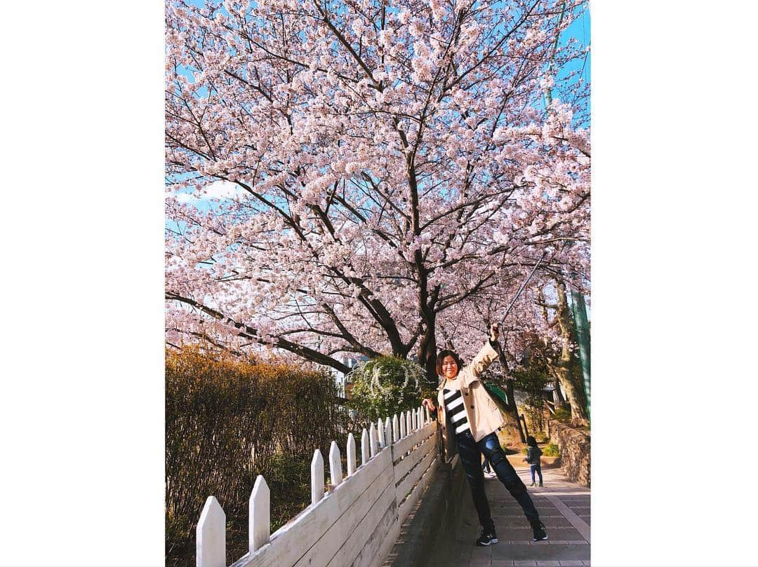 興梠友理さんのインスタグラム写真 - (興梠友理Instagram)「【術後18日目 / 18 days after surgery】 Perfect sunny day to enjoy cherry blossoms in full bloom🌸 So happy to see them walking with my own legs☺️(though still with knee brace) ・ 退院して3日目。立ちっぱなしの外出はまだ30分程度が限界なので、今年のお花見は近所の桜スポットへ🌸 ・ でも、青空のもと満開の桜を楽しむことができただけでも幸せ😍 ・ 超スローペースのリハビリ散歩に付き合ってくれた岳ちゃんに感謝🙏 ・ #桜 #花見 #お花見 #sakura #cherryblossom #cherryblossoms #努力は絶対裏切らない #ろぎ子の復活までの記録 #膝脱臼 #複合靭帯損傷 #前十字靭帯断裂 (ACL) #後十字靭帯断裂 (PCL) #内側側副靱帯断裂 (MCL) #内側膝蓋大腿靭帯断裂 (MPFL)  #前十字靭帯再建 #後十字靭帯再建 #半月板縫合 #半月板部分切除 #nevergiveup #roadtorecovery #kneeinjury #kneeinjuryrecovery #kneeinjuryrehab #multipleligamenttears #aclrecovery」3月31日 21時30分 - yuri_rogi