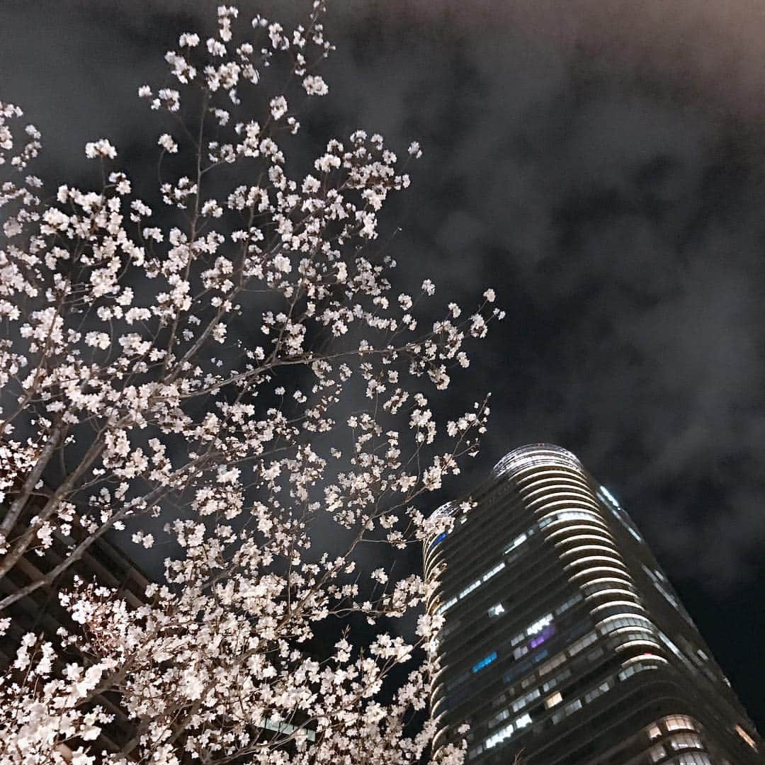 のインスタグラム：「はぁ〜キレイ。。。 桜吹雪も美しいけど もう少し楽しませてね🌸 ✴︎ #cherryblossom  #満開 #夜桜  #🌸 #芦田桂子」