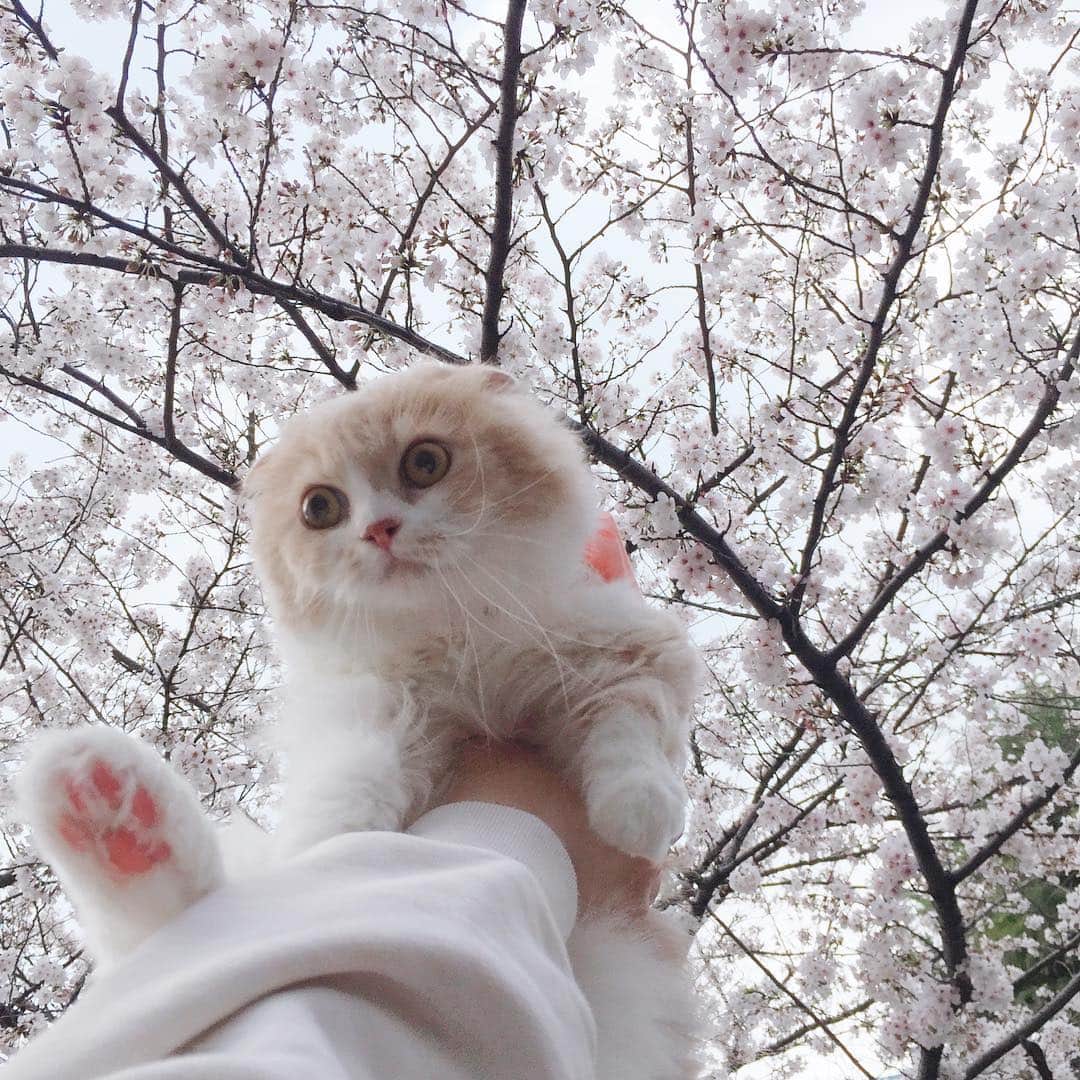 のんたのインスタグラム：「Cherry blossoms and Boh 2019. ぼーちゃんと3回目の桜を見に行きました🌸 #cherryblossom #sakura #ぼーちゃんと桜」