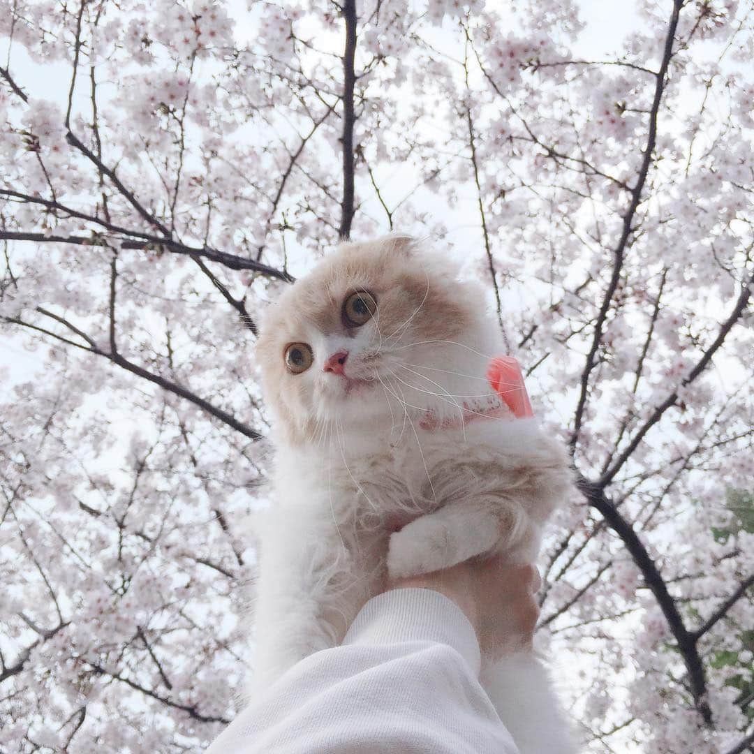 のんたさんのインスタグラム写真 - (のんたInstagram)「Cherry blossoms and Boh 2019. ぼーちゃんと3回目の桜を見に行きました🌸 #cherryblossom #sakura #ぼーちゃんと桜」3月31日 21時32分 - utacci