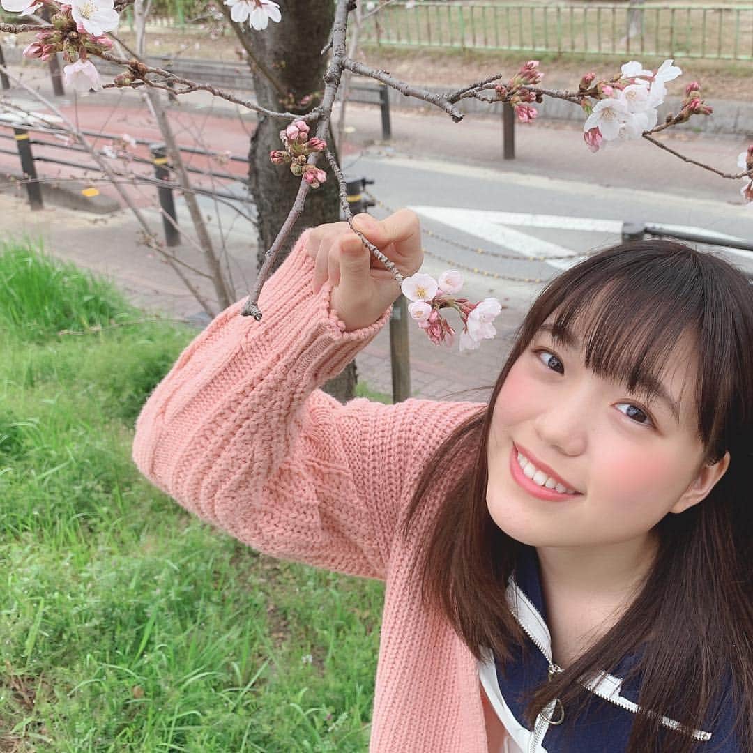 のインスタグラム：「お久しぶりですっ☺️💕 私事ではありますが、 今日で約７年間お世話になったスターダストプロモーションを離れることになりました。 私のアイドルの夢を叶えてくださった場所だったので、本当に本当に感謝しています。 一緒にチームしゃちほこをやってくれた、ほのかなおゆずきハル、約５年間一緒だったゆずも本当にありがとう。 支えてくださったたくさんのスタッフさんも本当にありがとうございました。 チームしゃちほこを作ってくれた店長、オーディションで私のことを選んでくださった理事長も本当にありがとうございました。 そして、チームしゃちほこを応援してくださったファンのみなさん、本当にありがとうございました。 ファンの方がいなかったら、こんなにたくさんの素敵な経験はできませんでした。とても私にとって大切な存在で、誇りに思ってます。いつか恩返しをしっかりしていけるように頑張りますっ！！！ ママパパお姉ちゃんも本当ありがとう。 みるくも！（猫飼ったんです♡） 本当にみなさんにありがとうを伝えたいです。  これからもTEAM SHACHI陰ながら応援してますっ！！！(^^)v  本当にありがとうございました。 そしてこれからも応援よろしくお願いします。 インスタはこのまま続けていこうと思うので更新頑張ります(^O^) 伊藤千由李より♡  #ありがとう#もうすぐ桜満開#明日新元号楽しみだね#伊藤千由李」