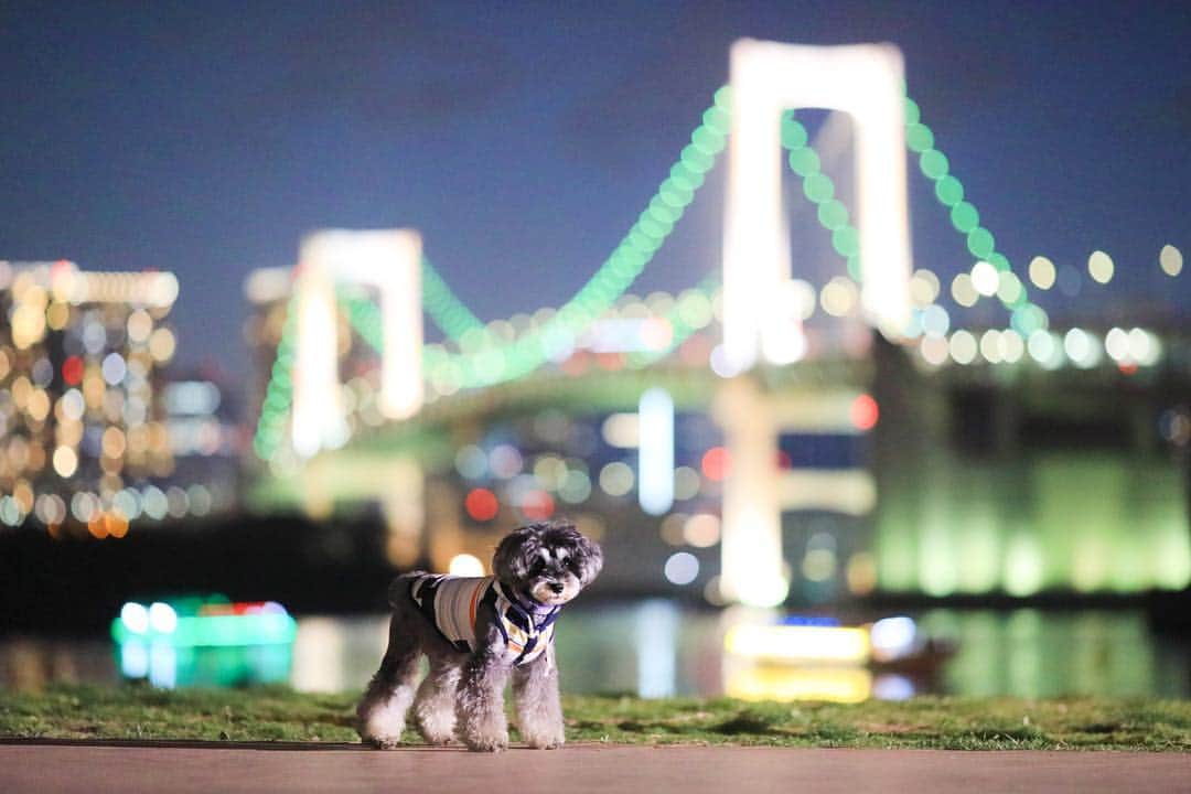 中野区在住のミニシュナのInstagramさんのインスタグラム写真 - (中野区在住のミニシュナのInstagramInstagram)「📷 . . .  Tokyo Rainbow Bridge & Eve :) . . .  #inulog #east_dog_japan #todayswanko #inutokyo  #dogsofinstagram  #dogloversofinstagram  #dogs_of_instagram  #dogsofinstaworld  #雪纳瑞 #史納莎  #bokehful  #bokehgraph  #bokehdog #strobe  #strobist  #strobistdog #strobistphotography  #strobelights #ストロビスト #ストロビストドッグ #schnauzerofinstagram #schnauzer_lovers  #schnauzer_planet  #schnauzer_of_instagram  #schnauzer_feature  #犬写真  #犬フォト #しゅなら部 #ミニシュナ」3月31日 21時39分 - marble_eve
