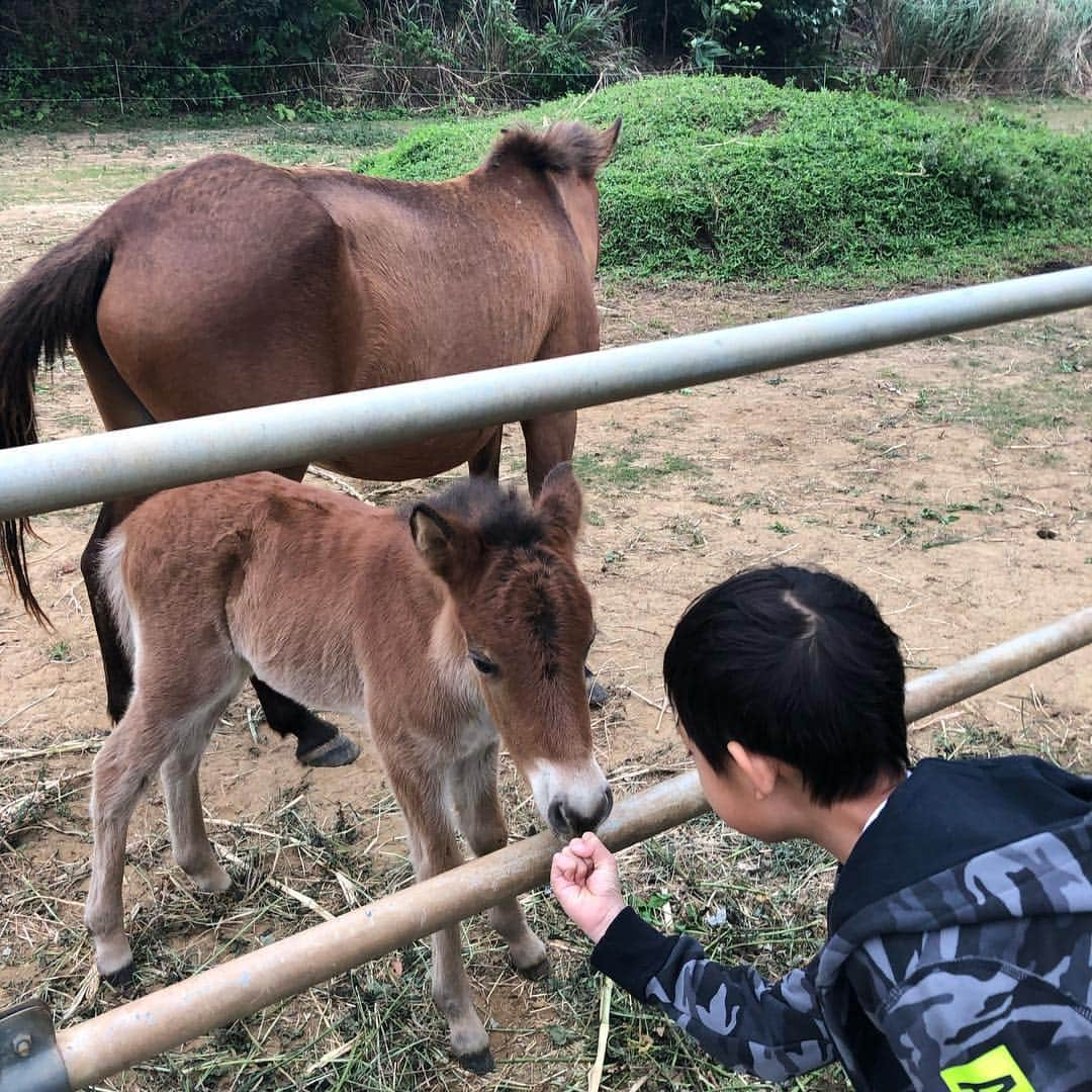 甘糟記子さんのインスタグラム写真 - (甘糟記子Instagram)「今日は島を1周ドライブ！！ まずは玉取崎展望台へ行って、その後さらに北上し、馬広場にて与那国馬に乗馬( ^ω^ )  海岸をお散歩しに行ったんだけど、浜辺にたくさん青いクラゲが！！ 一見クラゲに見えなくて、綺麗な青いガラスみたいだけど、なんと毒のあるクラゲ！！ 避けながら大人は馬の横を徒歩でお供（笑）  最初はビビってた姫も大人しくて優しい与那国馬のモナミ君にいつのまにかハマってました（笑）  牧場にはちょうど子馬も生まれてて、可愛かったな〜☆*:.｡. o(≧▽≦)o .｡.:*☆ 牧場の方もすごく優しくて、姫と同い歳の娘さんもいてなんか楽しい時間でした(≧∀≦) 天気は曇ってたけど、寒い！って感じはそんなに無いし、日が差すと急にすごく暑くなる、そんな気候です(๑˃̵ᴗ˂̵) #石垣島#家族旅行#子連れ旅#春休み#旅行#旅好き#石垣島#石垣島馬広場#乗馬#息子殿姫#息子殿#姫#japan #ishigaki」3月31日 21時50分 - norihey924