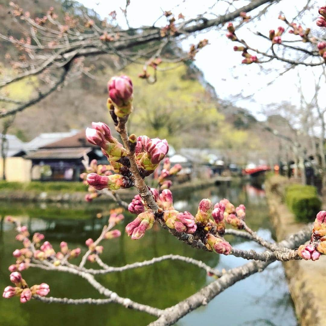 江戸ワンダーランド 日光江戸村さんのインスタグラム写真 - (江戸ワンダーランド 日光江戸村Instagram)「・ 桜の蕾 | Bud of cherry tree🌸 もうまもなくです！ ・ ・ #桜 #江戸時代のお花見 #花見 #江戸の街並み #江戸ワンダーランド日光江戸村 #江戸ワンダーランド #日光江戸村 #日光 #日本 #江戸 #いざ江戸へドロン  #sakura #cherrytree #hanami #timetrip #jp_landscape #timetraveller #japantrip #edoera #ig_japan #edo #beautifuljapan #japanese_history #histgram #instagramjapan #jp_gallery #japaneseculture  #edowonderland #nikko #japan #edo」3月31日 21時45分 - edowonderland_official