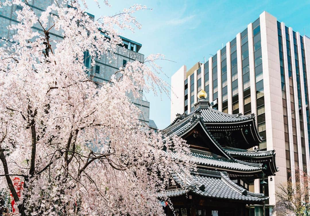 京都いいとこフォトさんのインスタグラム写真 - (京都いいとこフォトInstagram)「. 高層ビルと六角堂の桜。 . High-rise building and cherry blossom. . Date : 2019.3.29 Location : #rokkakudo #六角堂 Photo : @kohei713 .」3月31日 21時45分 - kyoto_iitoko