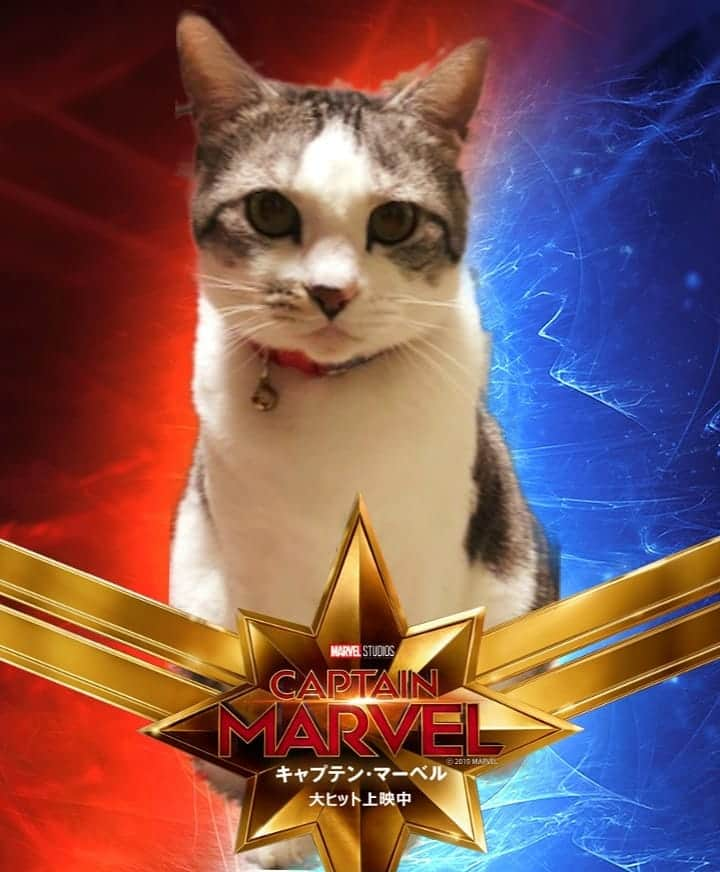 藤純さんのインスタグラム写真 - (藤純Instagram)「#我が家のグース #キャプテンマーベル #captainmarvel #marvel #goosethecat キャプテンうめちゃん(脂身)と、キャプテンデイちゃん(剛毛)。」3月31日 21時53分 - fujijunrox