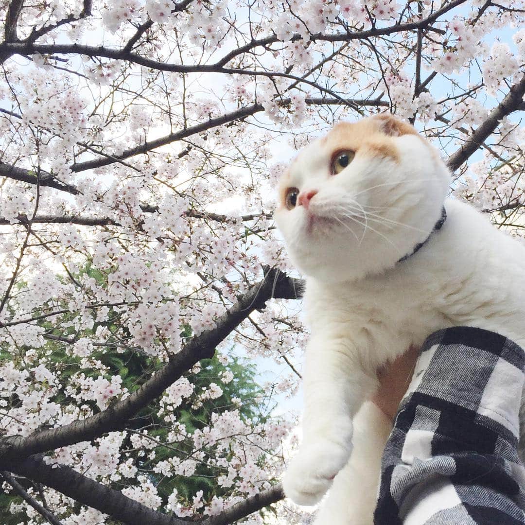 のんたのインスタグラム：「のんちゃんはお散歩がしたくてご機嫌ナナメだったので、またお天気のいい日に写真を撮りに行けたらいいなと思います🌸 #cherryblossom #sakura」