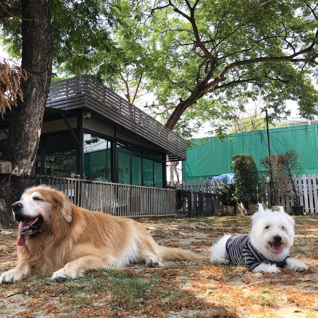 Hoykong&Plamuekのインスタグラム：「Sunday almost over. Have a great day everyone! #hkpm #summerdogpool」