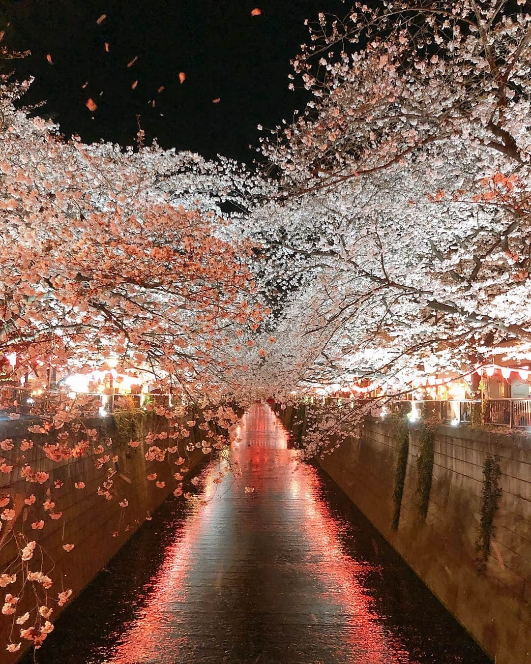 酒井麻里（Juri）さんのインスタグラム写真 - (酒井麻里（Juri）Instagram)「美しい桜が見れました…💗🌸 平成最後の桜。。😌 この景色に感謝です♡ 明日はついに新元号発表かぁ✨ * * * #桜」3月31日 21時56分 - jurixoxoxo