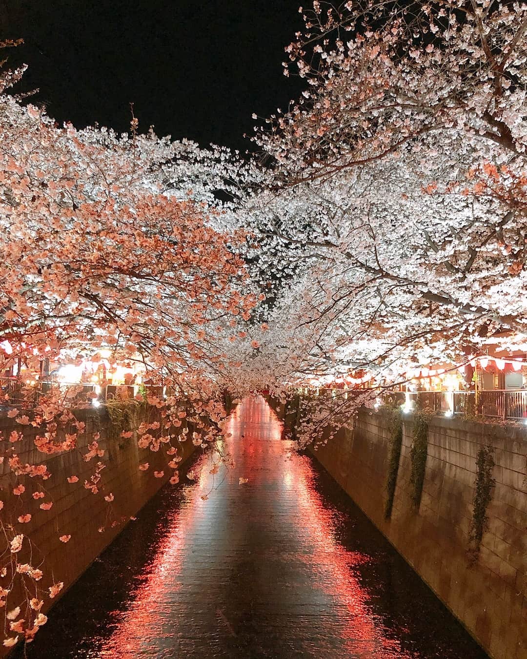 酒井麻里（Juri）さんのインスタグラム写真 - (酒井麻里（Juri）Instagram)「美しい桜が見れました…💗🌸 平成最後の桜。。😌 この景色に感謝です♡ 明日はついに新元号発表かぁ✨ * * * #桜」3月31日 21時56分 - jurixoxoxo