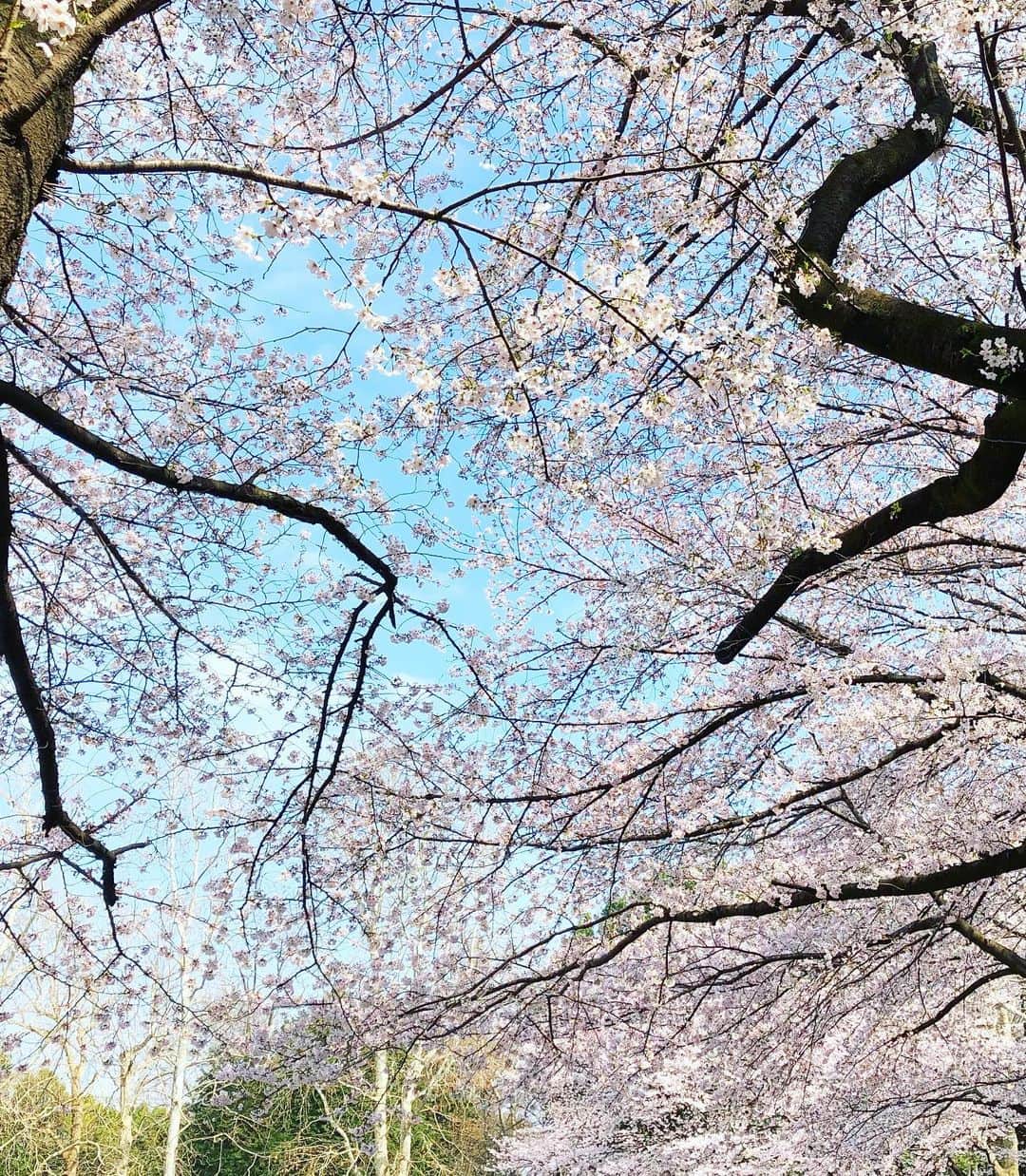 三倉佳奈さんのインスタグラム写真 - (三倉佳奈Instagram)「3月最後の日、晴れ。 お花見日和🌸 満開の中お友達とお花見。 お弁当持って遊んで走って、気持ち良かったー✨ . . #お花見 #地面にハートいっぱい #桜の花びらにも見える #こどもとおでかけ #4歳娘#2歳息子 #二児のママ」3月31日 21時58分 - kana_mikura0223