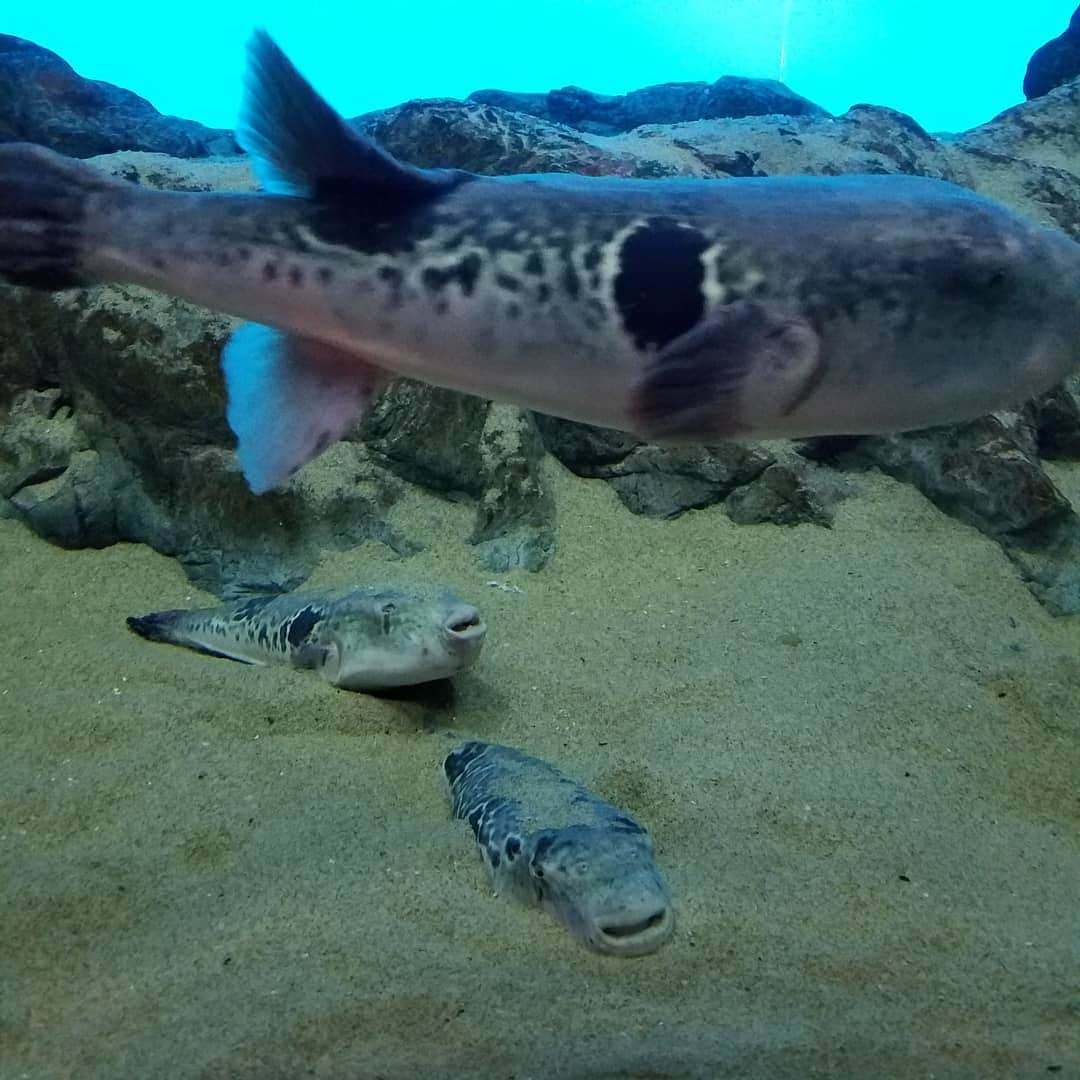 田畑竜介さんのインスタグラム写真 - (田畑竜介Instagram)「ナイスジャンプ🐬  とらふぐは砂に隠れることも あるんですね🐡  いわしのトルネードは美しい🌀  #下関市 #海響館 #水族館」3月31日 22時03分 - tabacchi_rkb