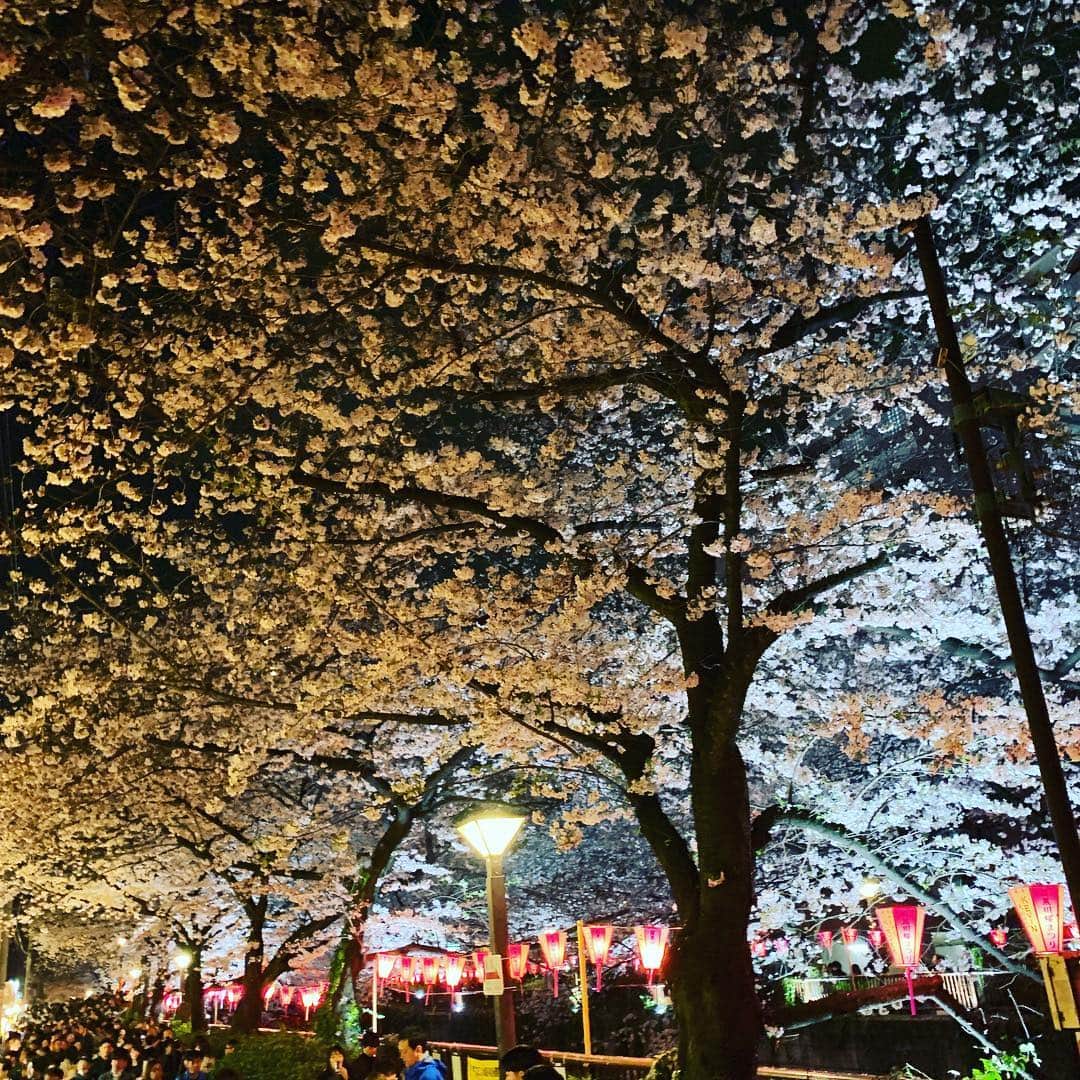 のインスタグラム：「桜満開@目黒川🌸」