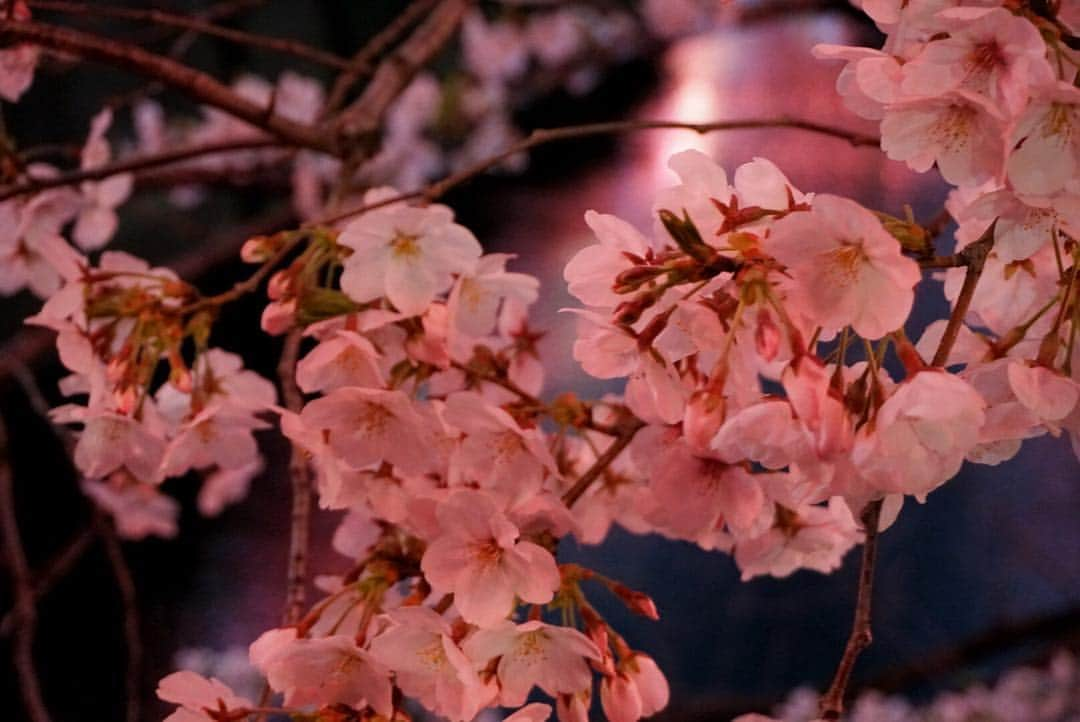 水野まいさんのインスタグラム写真 - (水野まいInstagram)「夜桜٩(ˊᗜˋ*)🌸 デジカメ持って写真撮って寒いから速攻帰りました(´ω`)✨. . . 1人花見今週3回したよꉂꉂ(ᵔᗜᵔ*)💜❤💙💚. . . 写真撮れたので満足(*´ω｀*)📸. . . 📸 @sony_a6300 . . . #カメラ女子 #桜 #中目黒 #目黒川 #目黒川の桜 #目黒川桜まつり #桜🌸 #夜桜 #桜まつり #散歩 #コンデジ写真部 #コンデジ #デジタル一眼レフ #デジイチ #一眼レフ #一眼レフのある生活 #一眼レフ女子 #ピンク #sony #sonya6300 #sonya6300 #‪α6300 #sony‪α‬6300」3月31日 22時11分 - predia_mizuno_mai