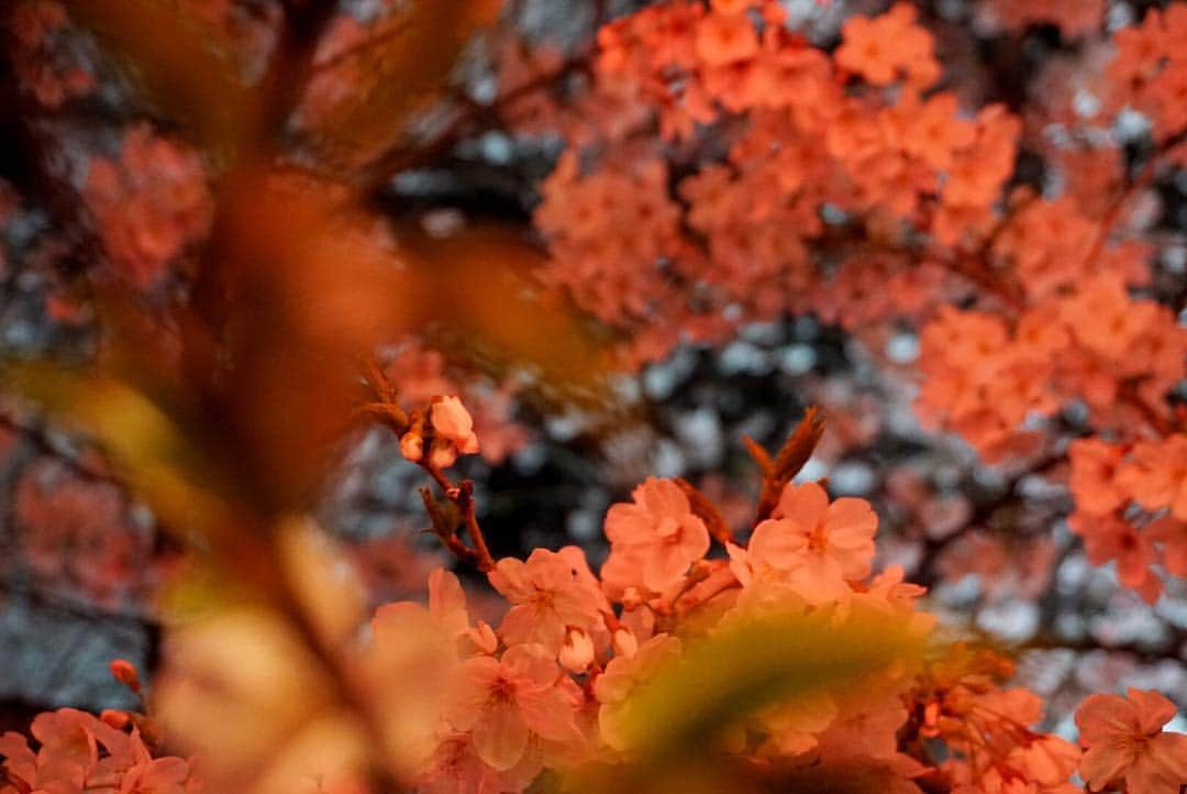 水野まいさんのインスタグラム写真 - (水野まいInstagram)「夜桜٩(ˊᗜˋ*)🌸 デジカメ持って写真撮って寒いから速攻帰りました(´ω`)✨. . . 1人花見今週3回したよꉂꉂ(ᵔᗜᵔ*)💜❤💙💚. . . 写真撮れたので満足(*´ω｀*)📸. . . 📸 @sony_a6300 . . . #カメラ女子 #桜 #中目黒 #目黒川 #目黒川の桜 #目黒川桜まつり #桜🌸 #夜桜 #桜まつり #散歩 #コンデジ写真部 #コンデジ #デジタル一眼レフ #デジイチ #一眼レフ #一眼レフのある生活 #一眼レフ女子 #ピンク #sony #sonya6300 #sonya6300 #‪α6300 #sony‪α‬6300」3月31日 22時11分 - predia_mizuno_mai