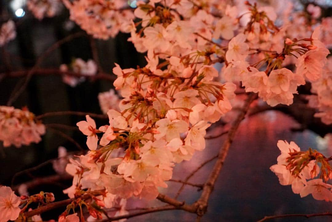 水野まいさんのインスタグラム写真 - (水野まいInstagram)「夜桜٩(ˊᗜˋ*)🌸 デジカメ持って写真撮って寒いから速攻帰りました(´ω`)✨. . . 1人花見今週3回したよꉂꉂ(ᵔᗜᵔ*)💜❤💙💚. . . 写真撮れたので満足(*´ω｀*)📸. . . 📸 @sony_a6300 . . . #カメラ女子 #桜 #中目黒 #目黒川 #目黒川の桜 #目黒川桜まつり #桜🌸 #夜桜 #桜まつり #散歩 #コンデジ写真部 #コンデジ #デジタル一眼レフ #デジイチ #一眼レフ #一眼レフのある生活 #一眼レフ女子 #ピンク #sony #sonya6300 #sonya6300 #‪α6300 #sony‪α‬6300」3月31日 22時11分 - predia_mizuno_mai