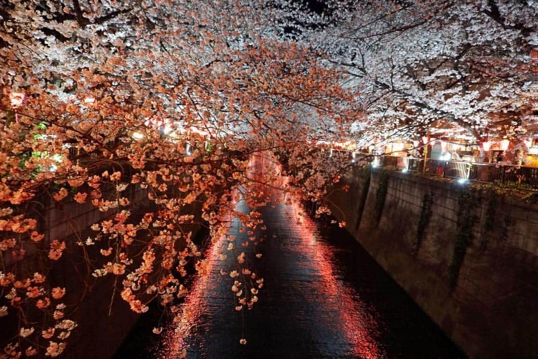 水野まいさんのインスタグラム写真 - (水野まいInstagram)「夜桜٩(ˊᗜˋ*)🌸 デジカメ持って写真撮って寒いから速攻帰りました(´ω`)✨. . . 1人花見今週3回したよꉂꉂ(ᵔᗜᵔ*)💜❤💙💚. . . 写真撮れたので満足(*´ω｀*)📸. . . 📸 @sony_a6300 . . . #カメラ女子 #桜 #中目黒 #目黒川 #目黒川の桜 #目黒川桜まつり #桜🌸 #夜桜 #桜まつり #散歩 #コンデジ写真部 #コンデジ #デジタル一眼レフ #デジイチ #一眼レフ #一眼レフのある生活 #一眼レフ女子 #ピンク #sony #sonya6300 #sonya6300 #‪α6300 #sony‪α‬6300」3月31日 22時11分 - predia_mizuno_mai