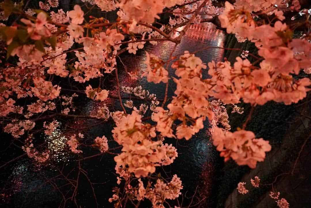 水野まいさんのインスタグラム写真 - (水野まいInstagram)「夜桜٩(ˊᗜˋ*)🌸 デジカメ持って写真撮って寒いから速攻帰りました(´ω`)✨. . . 1人花見今週3回したよꉂꉂ(ᵔᗜᵔ*)💜❤💙💚. . . 写真撮れたので満足(*´ω｀*)📸. . . 📸 @sony_a6300 . . . #カメラ女子 #桜 #中目黒 #目黒川 #目黒川の桜 #目黒川桜まつり #桜🌸 #夜桜 #桜まつり #散歩 #コンデジ写真部 #コンデジ #デジタル一眼レフ #デジイチ #一眼レフ #一眼レフのある生活 #一眼レフ女子 #ピンク #sony #sonya6300 #sonya6300 #‪α6300 #sony‪α‬6300」3月31日 22時11分 - predia_mizuno_mai