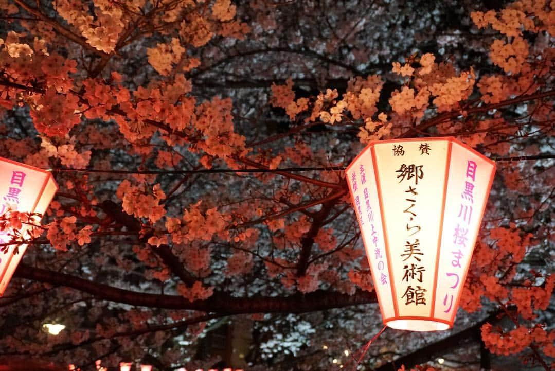 水野まいさんのインスタグラム写真 - (水野まいInstagram)「夜桜٩(ˊᗜˋ*)🌸 デジカメ持って写真撮って寒いから速攻帰りました(´ω`)✨. . . 1人花見今週3回したよꉂꉂ(ᵔᗜᵔ*)💜❤💙💚. . . 写真撮れたので満足(*´ω｀*)📸. . . 📸 @sony_a6300 . . . #カメラ女子 #桜 #中目黒 #目黒川 #目黒川の桜 #目黒川桜まつり #桜🌸 #夜桜 #桜まつり #散歩 #コンデジ写真部 #コンデジ #デジタル一眼レフ #デジイチ #一眼レフ #一眼レフのある生活 #一眼レフ女子 #ピンク #sony #sonya6300 #sonya6300 #‪α6300 #sony‪α‬6300」3月31日 22時11分 - predia_mizuno_mai