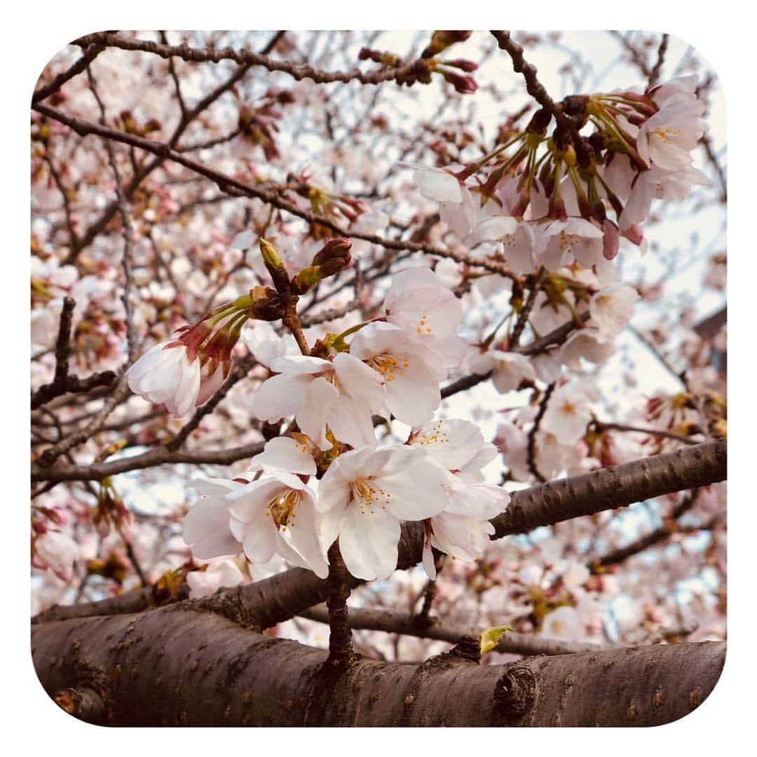 のインスタグラム：「. . #桜 毎年みてるんだけど 写真 撮ってしまうよね📷 . . 儚く散りゆく定めを知ってか . この一瞬を咲き誇る為に . 冷たい冬を耐え 暖かな風を感じ 華開く . .  一瞬でも誰かの心を奪えたら その瞳に 留まれたなら . . #お花見 #春が来た  #美しいもの を見ると切なくなる」