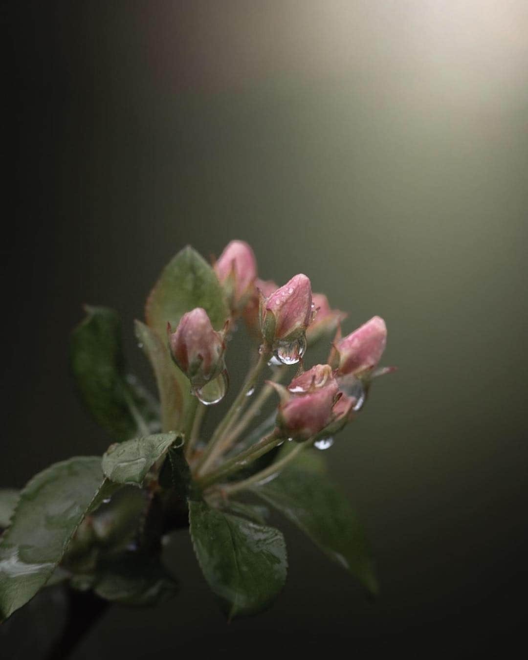 CANON USAさんのインスタグラム写真 - (CANON USAInstagram)「"Spring blooms after the rain." #MyCanonStory  Photo Credit: @hereaway Camera: #Canon EOS 6D Lens: EF 100mm f/2.8 Macro USM Aperture: f/2.8 ISO: 250 Shutter Speed: 1/250 sec Focal Length: 100mm」3月31日 22時14分 - canonusa