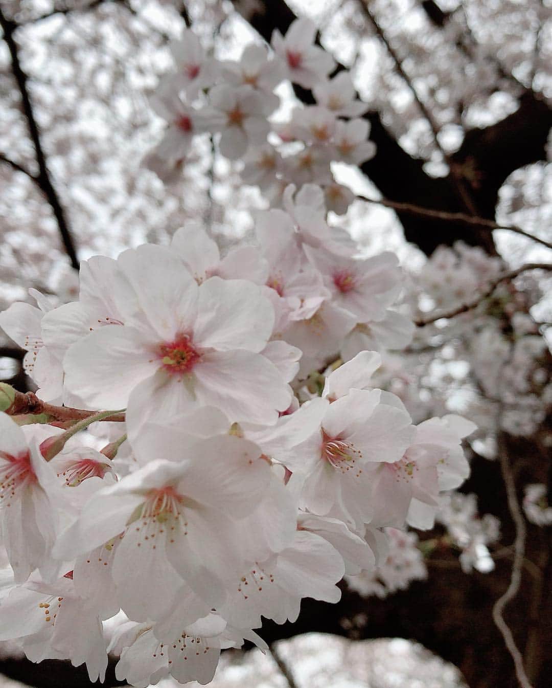 辻やすこさんのインスタグラム写真 - (辻やすこInstagram)「桜🌸 綺麗だったぁー。  サクラサク🌸🌸🌸 #さくら🌸#さくら#桜#満開#綺麗だった#cherryblossom#sakura#サクラサク#サクラ#楽しかった#はしゃいだ#frolic」3月31日 22時19分 - yasupytsuji
