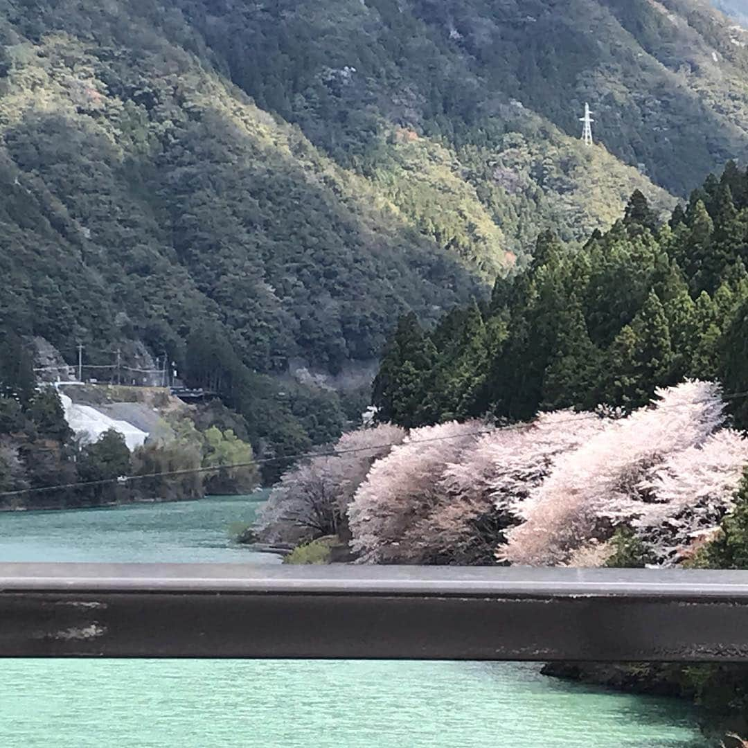 三好春奈さんのインスタグラム写真 - (三好春奈Instagram)「今日は東京のご近所さんとなんと玉置神社へ。私は二回目で初めて山頂まで登りました。風が吹いて森が鳴る感じがたまらなくやっぱり大好きで、私にとって本当に大切な場所。森が、山が護ってるって感じがとても素敵。また数年後、呼ばれたら参ります。 #玉置神社 #奈良 #秘境 #聖域」3月31日 22時20分 - bassnohalna