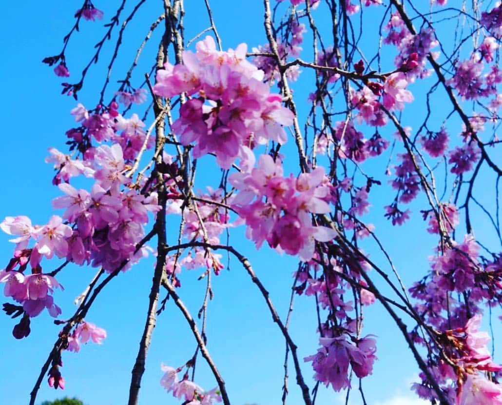 常盤貴子さんのインスタグラム写真 - (常盤貴子Instagram)「夜桜生中継2019  今年も京都で夜桜見物させていただけた私は幸せモンです（ ; ; ）  美しい桜を前に聞こえてくる藤舎貴生さんの笛の音は…細胞に響き、震える想いがしました。  静…。 松本隆さんのお人柄からか、終始和やかで、はんなりしました♫  竹内弘一アナ、面白かったぁぁぁ！ 八木奈緒アナ、めっちゃ可愛いし。  スタッフの皆さんも、ありがとうございましたぁ。 寒かったけど、心はポカポカ楽しい時間でしたね〜。 京都の桜は、これからが見頃。 皆さんも是非🌸  #kbs  #夜桜生中継2019 #妙満寺」3月31日 22時23分 - takakotokiwa_official