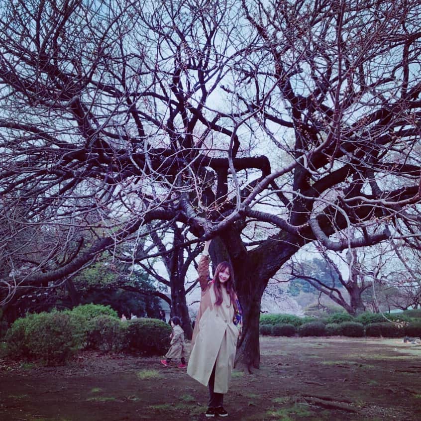 KOKIAのインスタグラム：「If I were a tree, I wish I could let you rest underneath me. And let me sing something nice. #tokyo #japan #japon #kokia #photography #歌手 #コキア #insta #art #beautiful #picoftheday #follow #女性 #ソングライター #photooftheday #woman #jmusic #ボーカリスト #singer #songwriter #jpop #vocalist #voice #声 #ライブ #live #綺麗 #日本 #さくら」