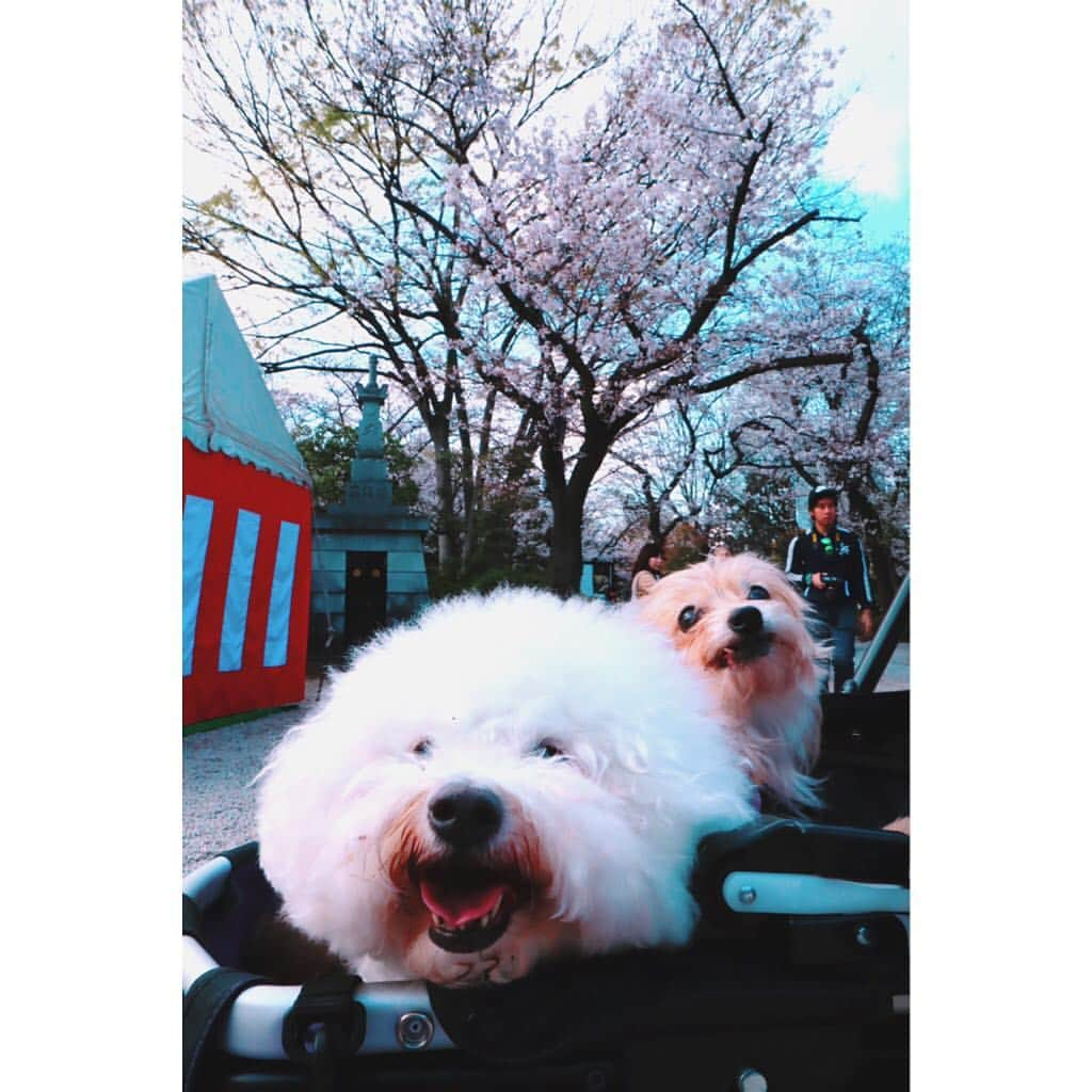 江頭ひなたさんのインスタグラム写真 - (江頭ひなたInstagram)「バニラとモコもお花見🌸✨🐶🐶💕 #わんこ #ワンコ #犬バカ部 #パピヨーキー #ミックス犬 #ビションフリーゼ #bichonfrise #お花見 #桜 #cherryblossom #増上寺」3月31日 22時30分 - hinataeto