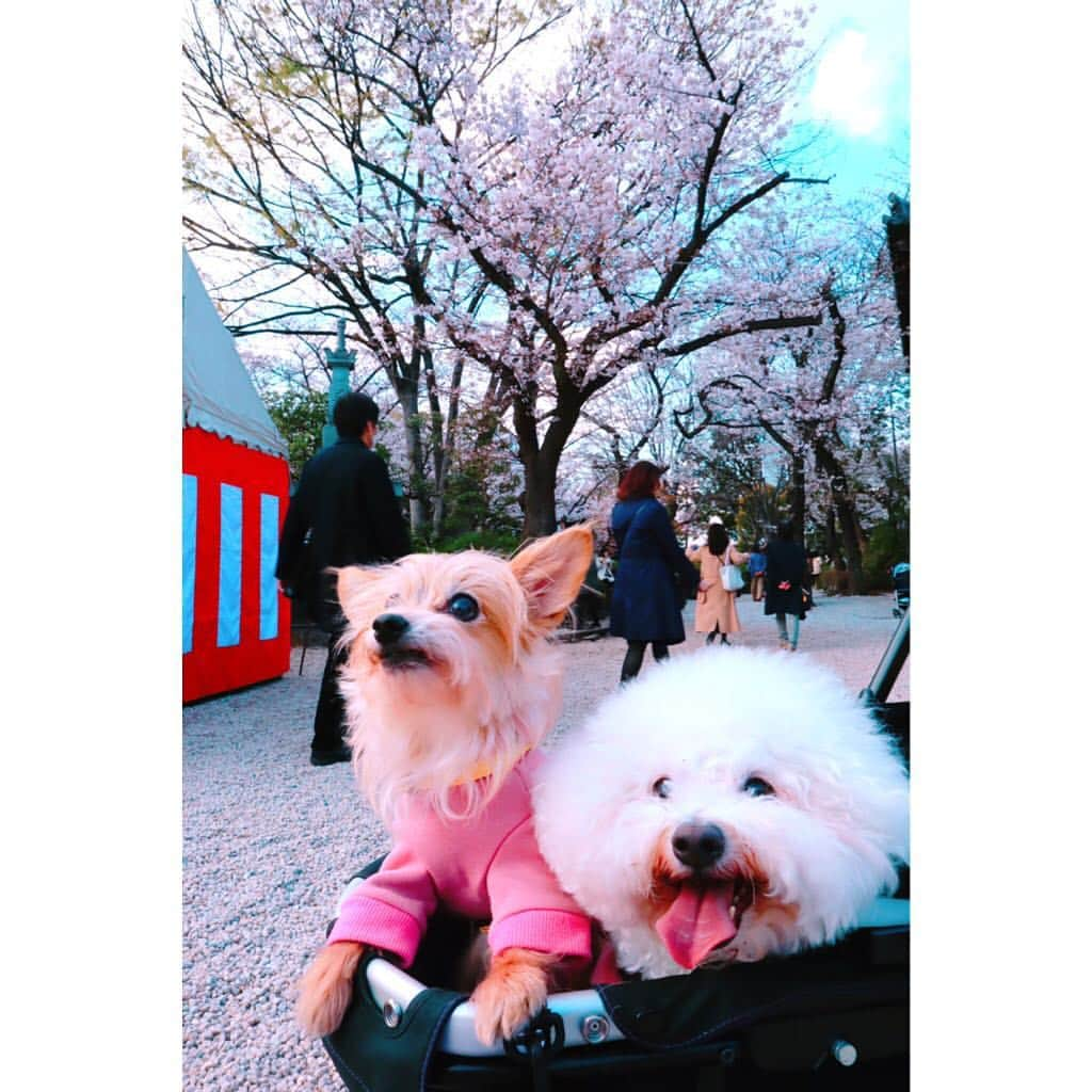 江頭ひなたさんのインスタグラム写真 - (江頭ひなたInstagram)「バニラとモコもお花見🌸✨🐶🐶💕 #わんこ #ワンコ #犬バカ部 #パピヨーキー #ミックス犬 #ビションフリーゼ #bichonfrise #お花見 #桜 #cherryblossom #増上寺」3月31日 22時30分 - hinataeto