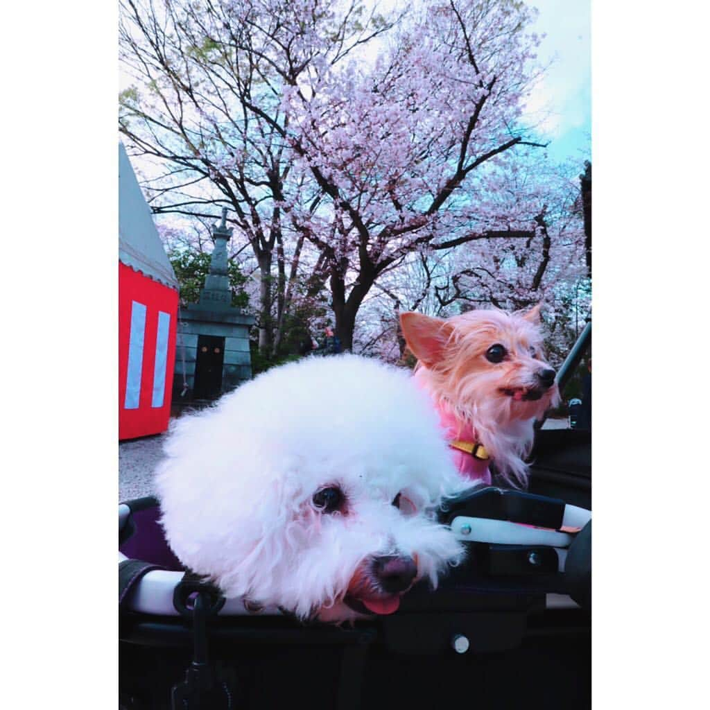 江頭ひなたさんのインスタグラム写真 - (江頭ひなたInstagram)「バニラとモコもお花見🌸✨🐶🐶💕 #わんこ #ワンコ #犬バカ部 #パピヨーキー #ミックス犬 #ビションフリーゼ #bichonfrise #お花見 #桜 #cherryblossom #増上寺」3月31日 22時30分 - hinataeto