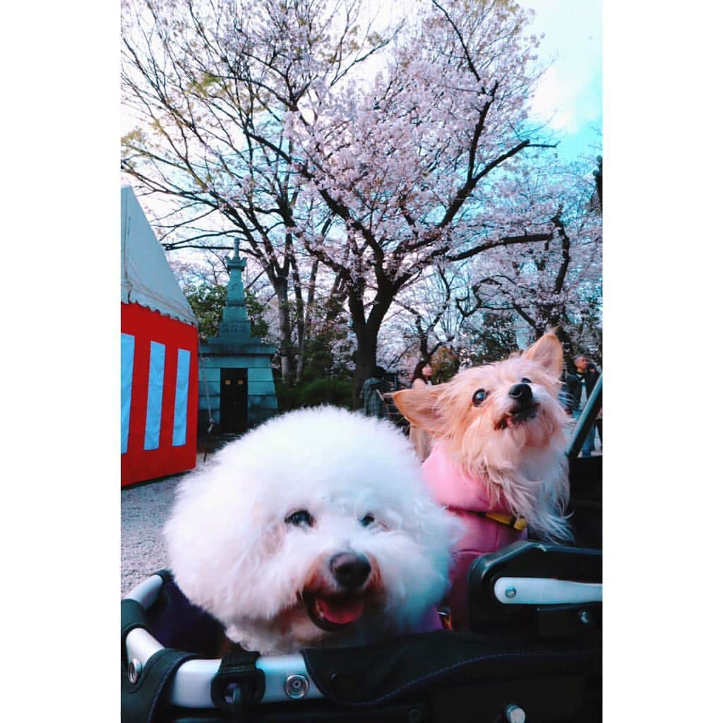 江頭ひなたさんのインスタグラム写真 - (江頭ひなたInstagram)「バニラとモコもお花見🌸✨🐶🐶💕 #わんこ #ワンコ #犬バカ部 #パピヨーキー #ミックス犬 #ビションフリーゼ #bichonfrise #お花見 #桜 #cherryblossom #増上寺」3月31日 22時30分 - hinataeto