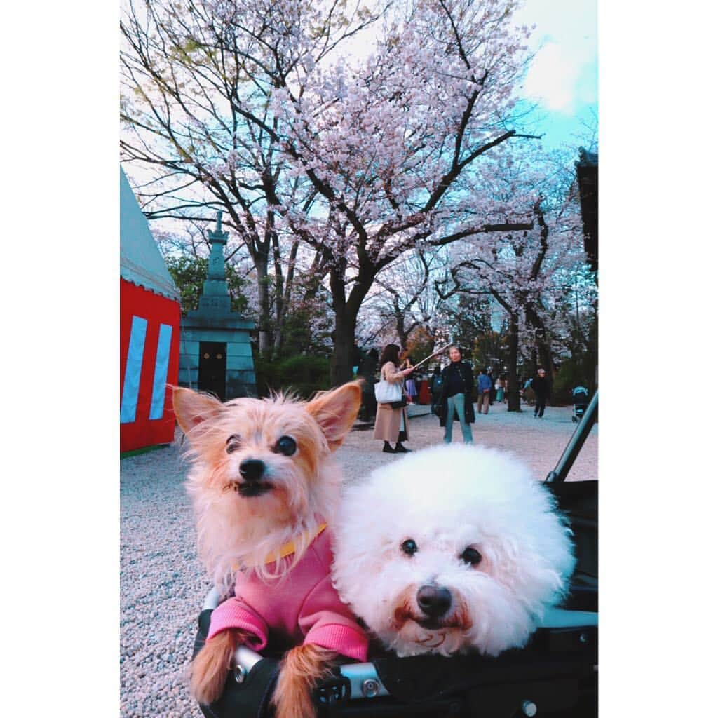 江頭ひなたさんのインスタグラム写真 - (江頭ひなたInstagram)「バニラとモコもお花見🌸✨🐶🐶💕 #わんこ #ワンコ #犬バカ部 #パピヨーキー #ミックス犬 #ビションフリーゼ #bichonfrise #お花見 #桜 #cherryblossom #増上寺」3月31日 22時30分 - hinataeto