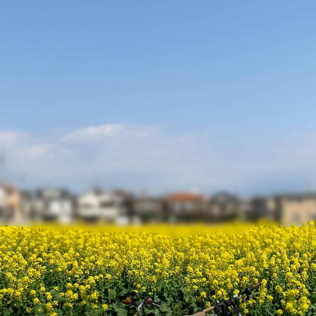 近藤研二さんのインスタグラム写真 - (近藤研二Instagram)「西荻窪trim、とても気持ちいい響きで楽しく演奏できました。誘ってくれたpaniyolo君ありがとう。渡辺明応さんのスティールパンとのアンサンブル、とてもよかった。  1枚目、trimの皆さんと  2枚目、今日演奏した「朧月夜」にちなんで菜の花畠  #paniyolo #渡辺明応 #近藤研二 #trim」3月31日 22時31分 - kenjikond0