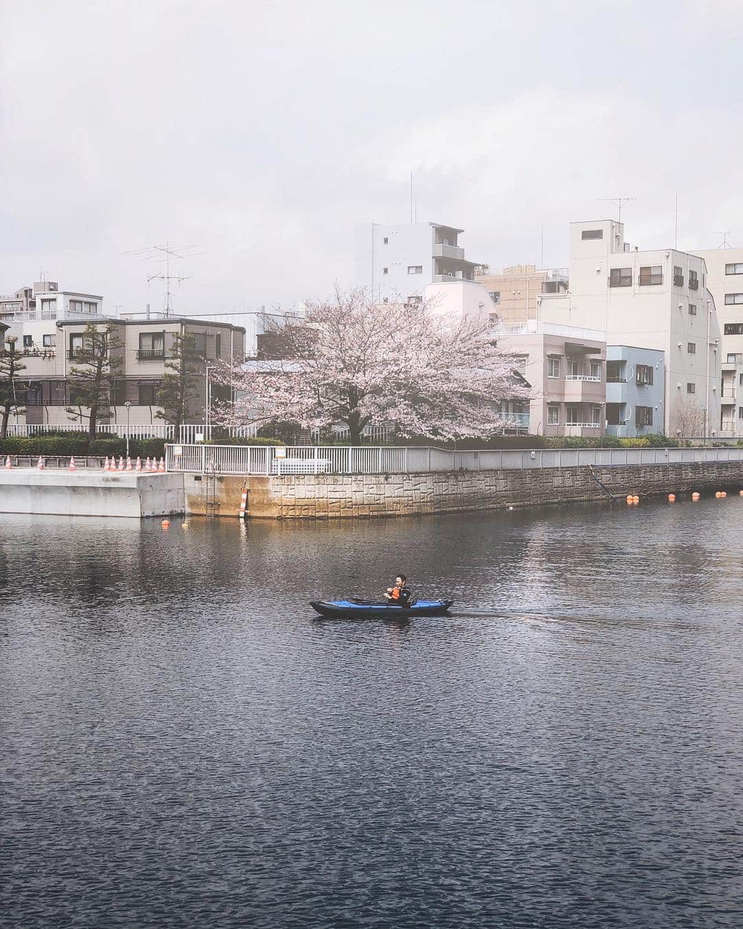 ima_ju / Jun Iのインスタグラム：「. . One & One | 俺流の桜 03 . . wiz @tokyo_grapher #ShotOn_TG  #ShotoniPhone . Telephoto LENS 50mm　 #TG_TELE . . ::」