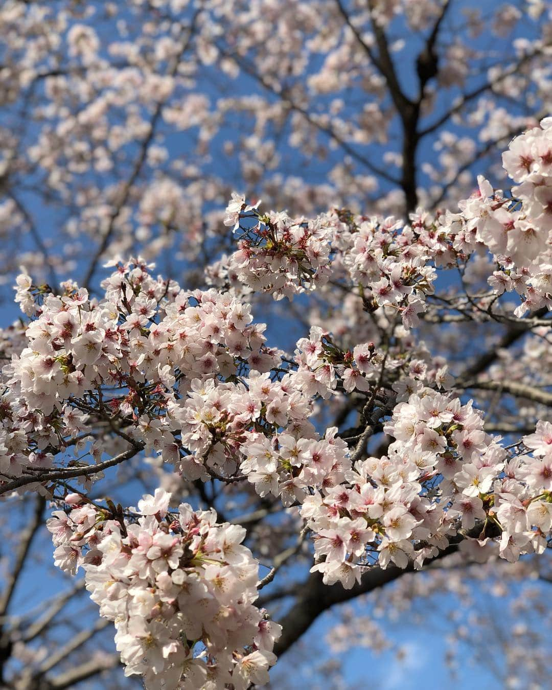 釈由美子さんのインスタグラム写真 - (釈由美子Instagram)「今日はこどもの国へ お花見🌸に行きました！ 昨日もママ友ファミリーと3家族でお花見して 今日は保育園のお友達とお花見🌸でした(^^) 二日連続お花見🌸🍡 天気は昨日がだいぶ寒くて 桜の下で震えてましたが🥶  今日は午前中肌寒かったものの  午後は青空も見えて☀️ お花見日和の好天に恵まれました✨  桜も満開でとってもキレイだったです✨ 🌸🌸🌸 子どもたちにとっては 花よりだんごより 遊びに夢中でした😆✨ 春のお花を愛でながら 広いこどもの国を めいいっぱい遊び尽くして  本当に楽しいお花見🌸でした✨ (*´ｪ｀*) #お花見 #お花見🌸 #今年のお花見は寒かった印象🥶 #子どもたちは芝生で走りまわって汗だく💦 #こどもの国は広すぎて #１日じゃ遊びきれない #あっという間に閉園時間になり #息子たちはもっと遊びたいと泣く #超かわいいガールフレンドちゃんにデレデレ (*ノ▽ノ) ❣️ #なんとその子と息子は同じ誕生日なんです🎂 #ずっと手を繋いで歩いたり #ママの目の前でハグしあいっこ😍😍 #ちょっとヤキモチ笑 #また遊びに行こうね❤️」3月31日 22時51分 - yumikoshaku