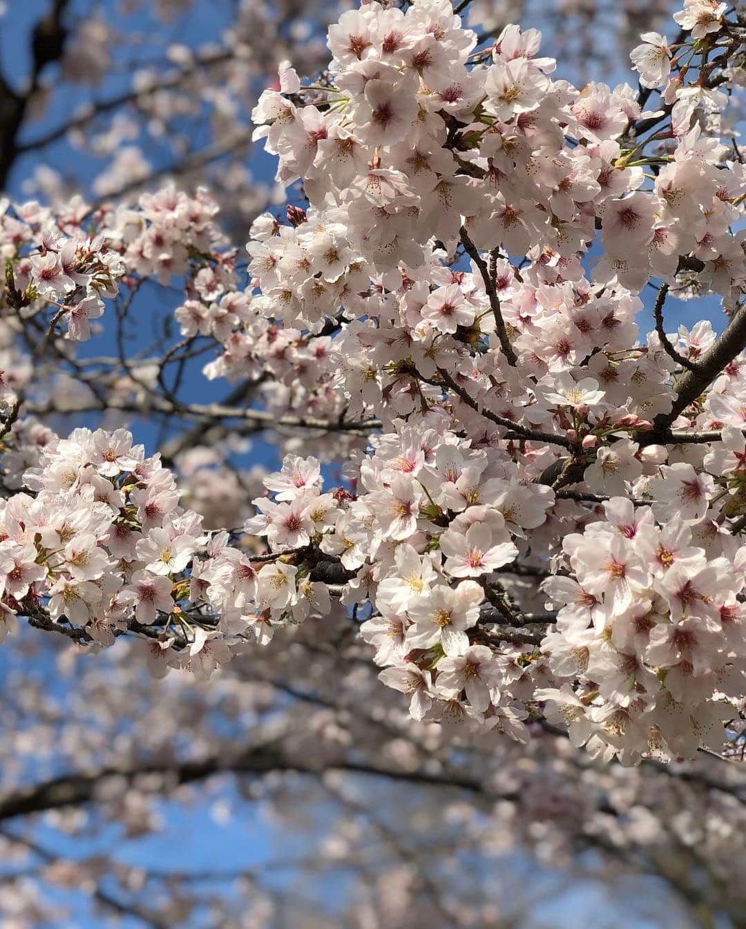 釈由美子さんのインスタグラム写真 - (釈由美子Instagram)「今日はこどもの国へ お花見🌸に行きました！ 昨日もママ友ファミリーと3家族でお花見して 今日は保育園のお友達とお花見🌸でした(^^) 二日連続お花見🌸🍡 天気は昨日がだいぶ寒くて 桜の下で震えてましたが🥶  今日は午前中肌寒かったものの  午後は青空も見えて☀️ お花見日和の好天に恵まれました✨  桜も満開でとってもキレイだったです✨ 🌸🌸🌸 子どもたちにとっては 花よりだんごより 遊びに夢中でした😆✨ 春のお花を愛でながら 広いこどもの国を めいいっぱい遊び尽くして  本当に楽しいお花見🌸でした✨ (*´ｪ｀*) #お花見 #お花見🌸 #今年のお花見は寒かった印象🥶 #子どもたちは芝生で走りまわって汗だく💦 #こどもの国は広すぎて #１日じゃ遊びきれない #あっという間に閉園時間になり #息子たちはもっと遊びたいと泣く #超かわいいガールフレンドちゃんにデレデレ (*ノ▽ノ) ❣️ #なんとその子と息子は同じ誕生日なんです🎂 #ずっと手を繋いで歩いたり #ママの目の前でハグしあいっこ😍😍 #ちょっとヤキモチ笑 #また遊びに行こうね❤️」3月31日 22時51分 - yumikoshaku