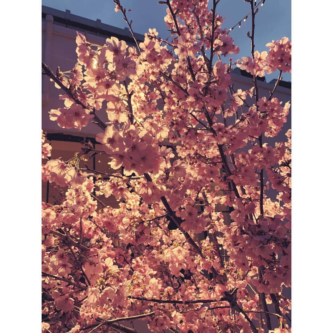 南まゆさんのインスタグラム写真 - (南まゆInstagram)「♡ 3月はなにかと濃厚でした🥰 (平成ももう終わりますね、、) 束の間のオフは 美味しいお魚食べたり 大切なお友達の結婚パーティに 参加したり🌸✨🥰 . 楽しい時はあっという間… ということで私の日々は あっという間です🤣🙌🏻🌸✨ . . 今年も桜が綺麗ですね🌸☺️ . 4月もがんばるおー🙆‍♀️💗」3月31日 22時52分 - mayuminami1127
