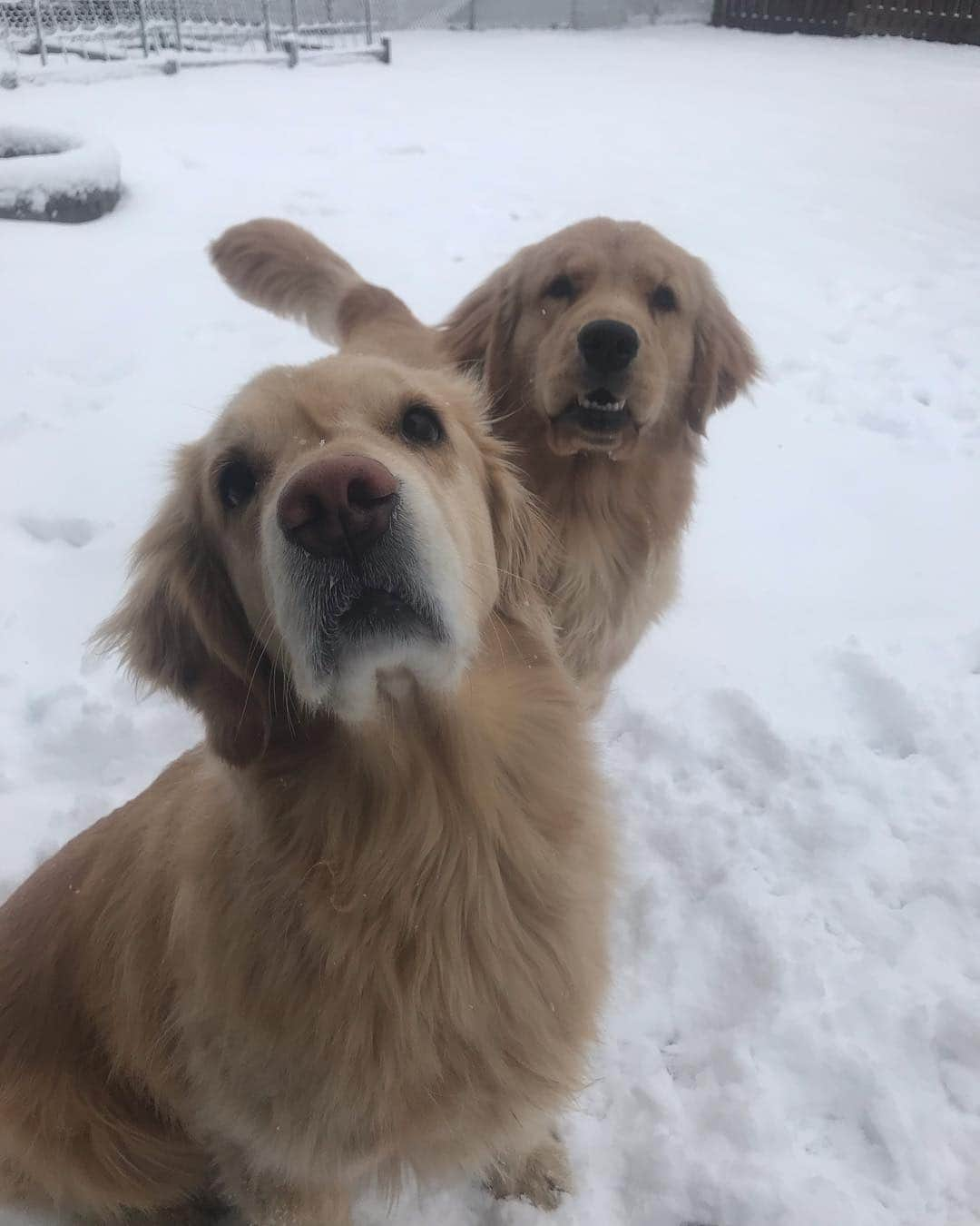 モヒートさんのインスタグラム写真 - (モヒートInstagram)「Is this an early April Fool’s joke?? It’s not supposed to be snowing!! #cleveland #snow ------------------------------- #goldensofig #goldenretriever  #goldenretrieversofinstagram #betterwithpets #dogsofig  #dogsofinstagram #fluffypack #gloriousgoldens #cute #welovegoldens #ilovemydog #dogcrushdaily #retrieveroftheday #goldenlife #featuregoldens #goldenretrieverfeatures #bestwoof #goldenretrieverft #ProPlanDog #ilovegolden_retrievers #mydogiscutest #retrieversgram #chewy #dogsofcle」3月31日 22時45分 - mojito_rose_family