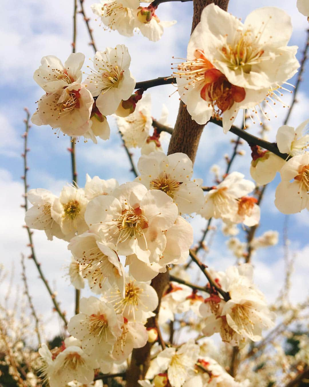 佐藤千晶さんのインスタグラム写真 - (佐藤千晶Instagram)「梅の花もまた美し☺️ #梅 #梅の花 #plumblossom #japan」3月31日 22時46分 - satochiaki125