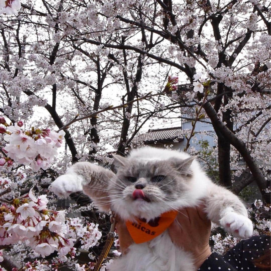 しるこさんのインスタグラム写真 - (しるこInstagram)「2018.3.31 うちのカリスマ下手くそカメラマンに撮ってもらったにゃりよ🌸 . #桜としるこたん #しるこのお花と一緒シリーズ . #excellent_cats #cat_features #picneko#IGersJP#サンデイ#cats_of_world #catsofinstagram #instagramjapan #ipetキュンフォト #nyancon01 #無敵の親バカ同盟 #猫好きの人と繋がりたい #ふわもこ部 #ペコねこ部 #ねこ#cat #ラグドール#ragdoll#ラグドールしるこ .」3月31日 22時46分 - shirukotan