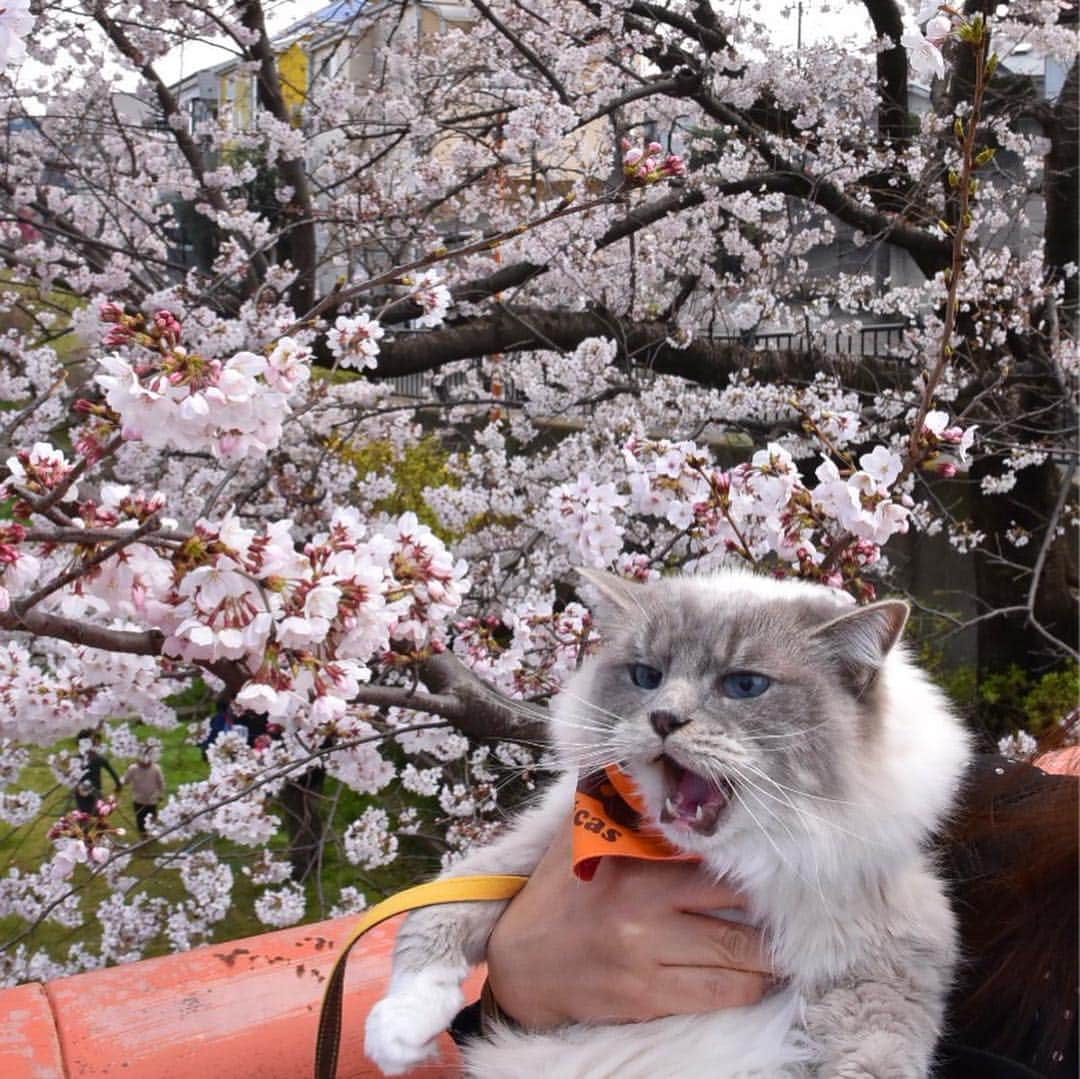 しるこさんのインスタグラム写真 - (しるこInstagram)「2018.3.31 うちのカリスマ下手くそカメラマンに撮ってもらったにゃりよ🌸 . #桜としるこたん #しるこのお花と一緒シリーズ . #excellent_cats #cat_features #picneko#IGersJP#サンデイ#cats_of_world #catsofinstagram #instagramjapan #ipetキュンフォト #nyancon01 #無敵の親バカ同盟 #猫好きの人と繋がりたい #ふわもこ部 #ペコねこ部 #ねこ#cat #ラグドール#ragdoll#ラグドールしるこ .」3月31日 22時46分 - shirukotan