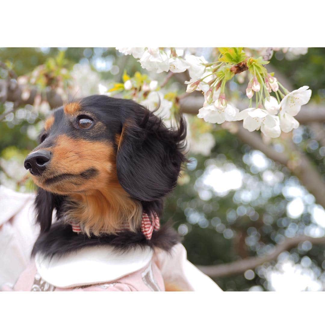 Sora Momoさんのインスタグラム写真 - (Sora MomoInstagram)「今朝のお散歩🌸🐶🐾🐶🌸 ☺︎ 近くの公園に桜を見に行ってきました 白い桜が綺麗に咲いてました まだまだ蕾ばかりの木もたくさん 風が強くて花冷えの週末だったからまだまだお花見🌸楽しめそうです ☺︎ せっかくだからお姉ちゃんに抱っこしてもらって桜の花と写真を撮ってみたけど 2人とも桜には興味なし 早く下ろして〜 お姉ちゃんも2人抱っこはつらくて💦 あまりいい写真は撮れません😔 私はやっぱりくんくんしてるそらももの方が可愛いくて好きだなぁ😊💕 ☺︎ #お散歩#お花見#桜と犬 #桜と一緒に#くんくん#くん活中#2人並んだおちりが可愛い#仲良し#そらともも #ダックス#ミニチュアダックス #ダックス多頭飼い #dachshund #miniaturedachshund」3月31日 22時48分 - teratera_sorapu_