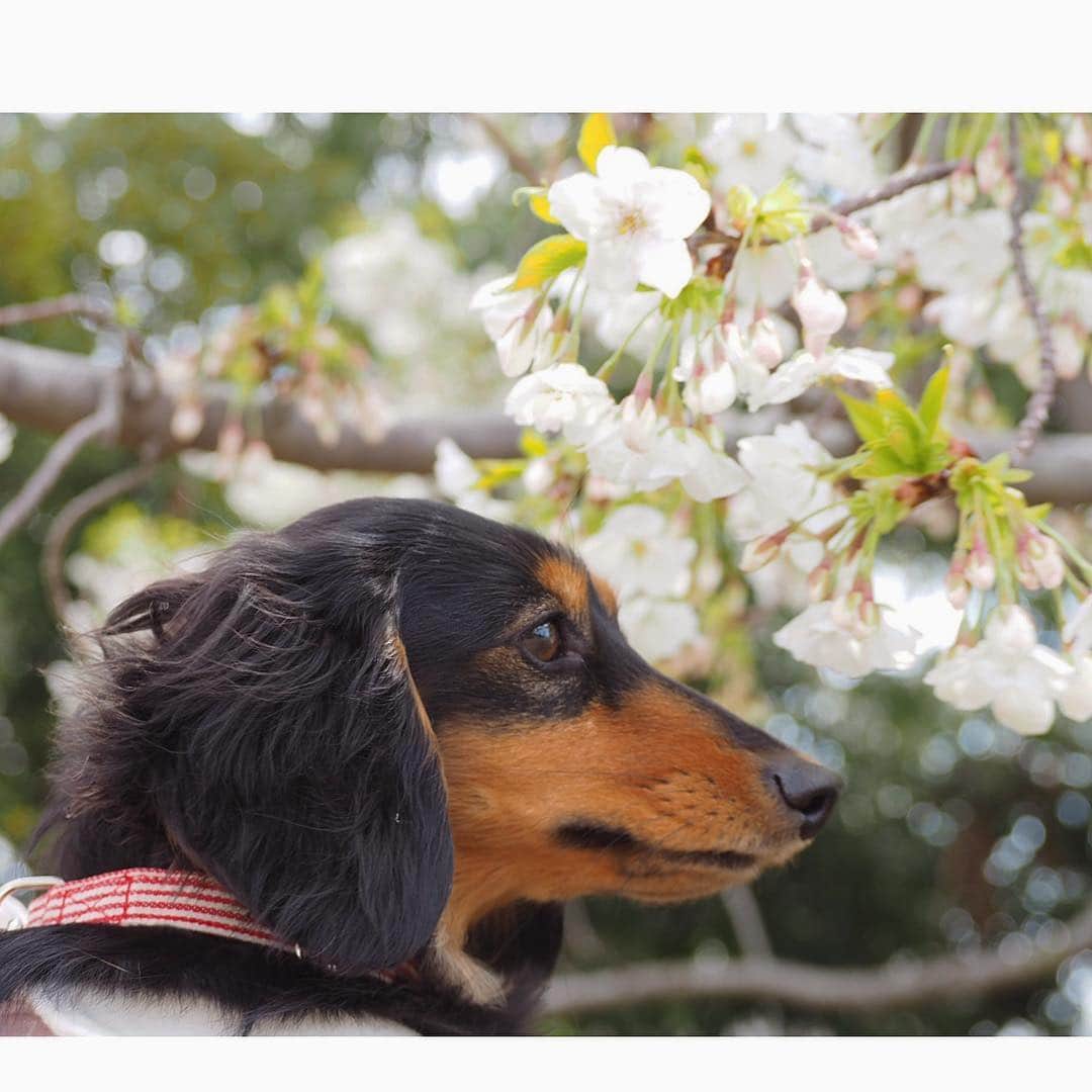 Sora Momoさんのインスタグラム写真 - (Sora MomoInstagram)「今朝のお散歩🌸🐶🐾🐶🌸 ☺︎ 近くの公園に桜を見に行ってきました 白い桜が綺麗に咲いてました まだまだ蕾ばかりの木もたくさん 風が強くて花冷えの週末だったからまだまだお花見🌸楽しめそうです ☺︎ せっかくだからお姉ちゃんに抱っこしてもらって桜の花と写真を撮ってみたけど 2人とも桜には興味なし 早く下ろして〜 お姉ちゃんも2人抱っこはつらくて💦 あまりいい写真は撮れません😔 私はやっぱりくんくんしてるそらももの方が可愛いくて好きだなぁ😊💕 ☺︎ #お散歩#お花見#桜と犬 #桜と一緒に#くんくん#くん活中#2人並んだおちりが可愛い#仲良し#そらともも #ダックス#ミニチュアダックス #ダックス多頭飼い #dachshund #miniaturedachshund」3月31日 22時48分 - teratera_sorapu_