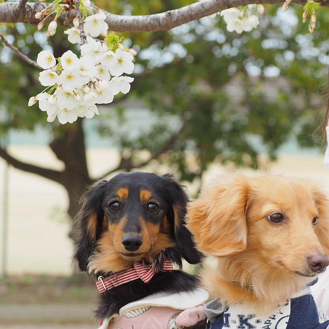 Sora Momoさんのインスタグラム写真 - (Sora MomoInstagram)「今朝のお散歩🌸🐶🐾🐶🌸 ☺︎ 近くの公園に桜を見に行ってきました 白い桜が綺麗に咲いてました まだまだ蕾ばかりの木もたくさん 風が強くて花冷えの週末だったからまだまだお花見🌸楽しめそうです ☺︎ せっかくだからお姉ちゃんに抱っこしてもらって桜の花と写真を撮ってみたけど 2人とも桜には興味なし 早く下ろして〜 お姉ちゃんも2人抱っこはつらくて💦 あまりいい写真は撮れません😔 私はやっぱりくんくんしてるそらももの方が可愛いくて好きだなぁ😊💕 ☺︎ #お散歩#お花見#桜と犬 #桜と一緒に#くんくん#くん活中#2人並んだおちりが可愛い#仲良し#そらともも #ダックス#ミニチュアダックス #ダックス多頭飼い #dachshund #miniaturedachshund」3月31日 22時48分 - teratera_sorapu_